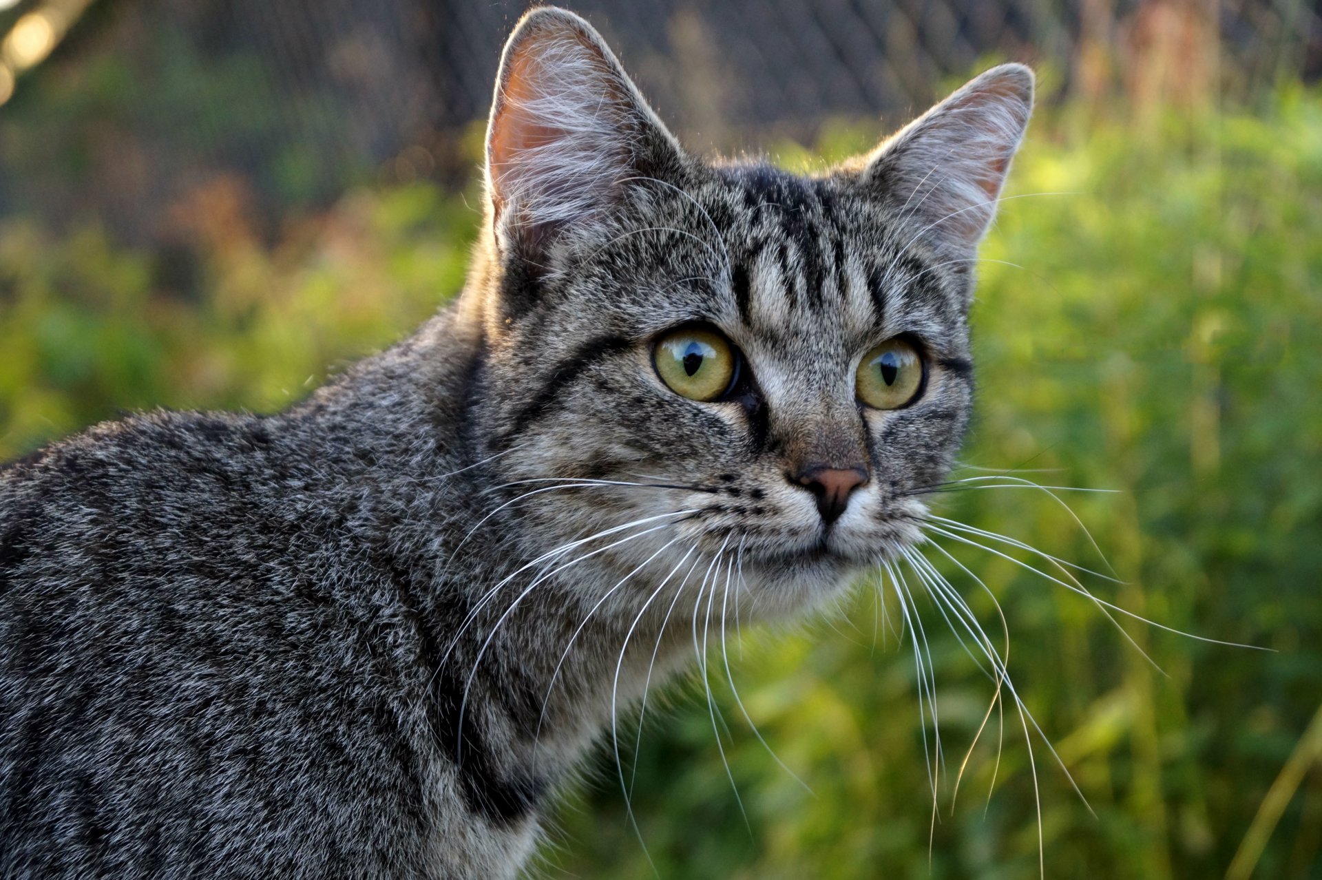 chat gris museau regard moustache flou