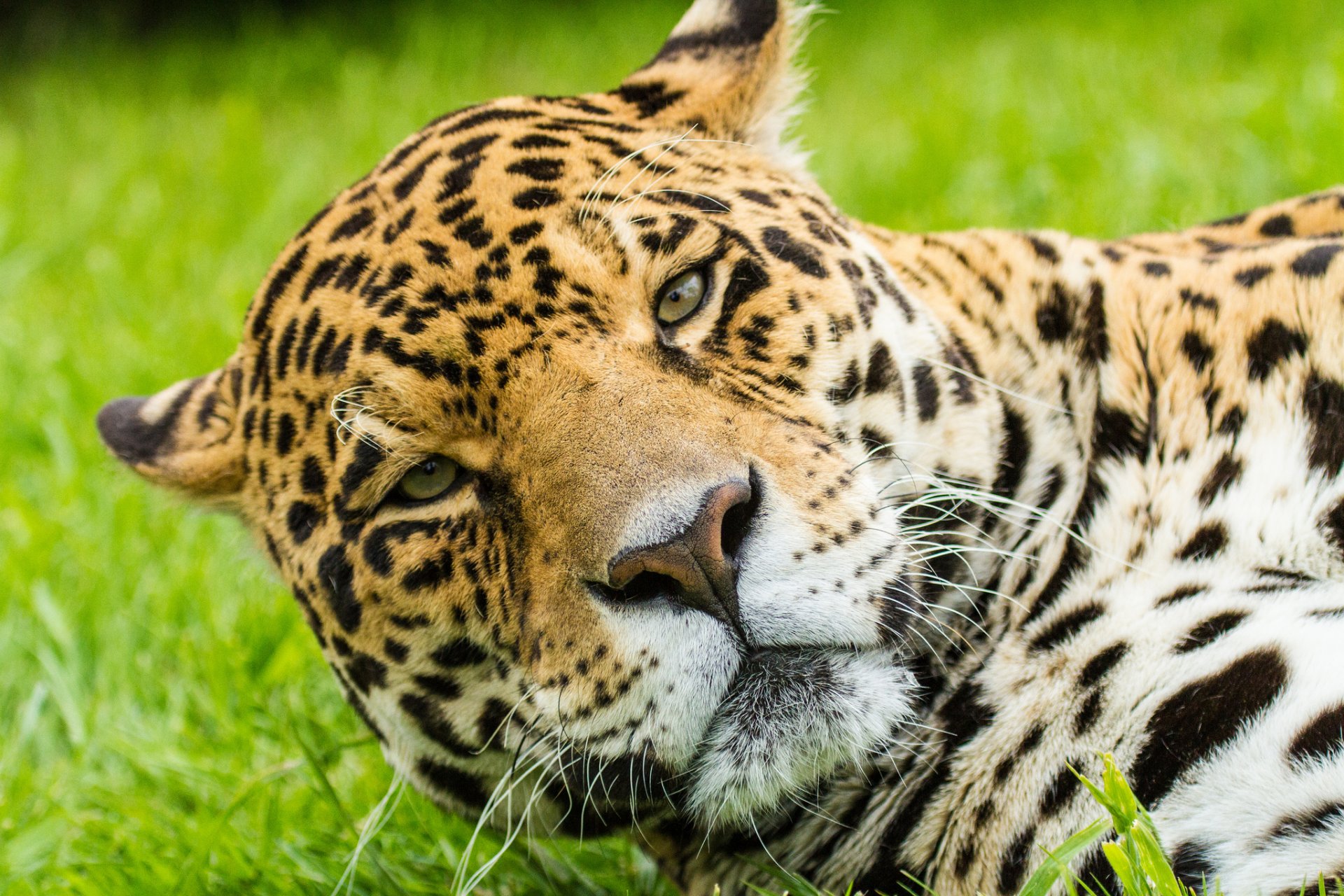 jaguar museau chat regard