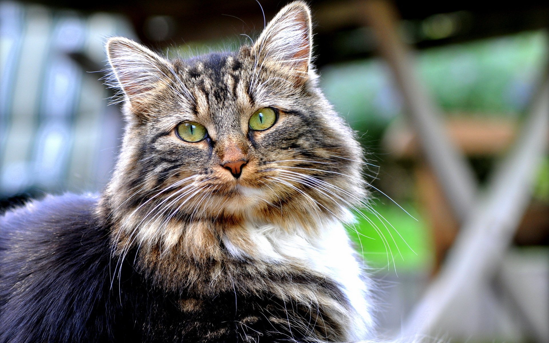 katze blick hintergrund