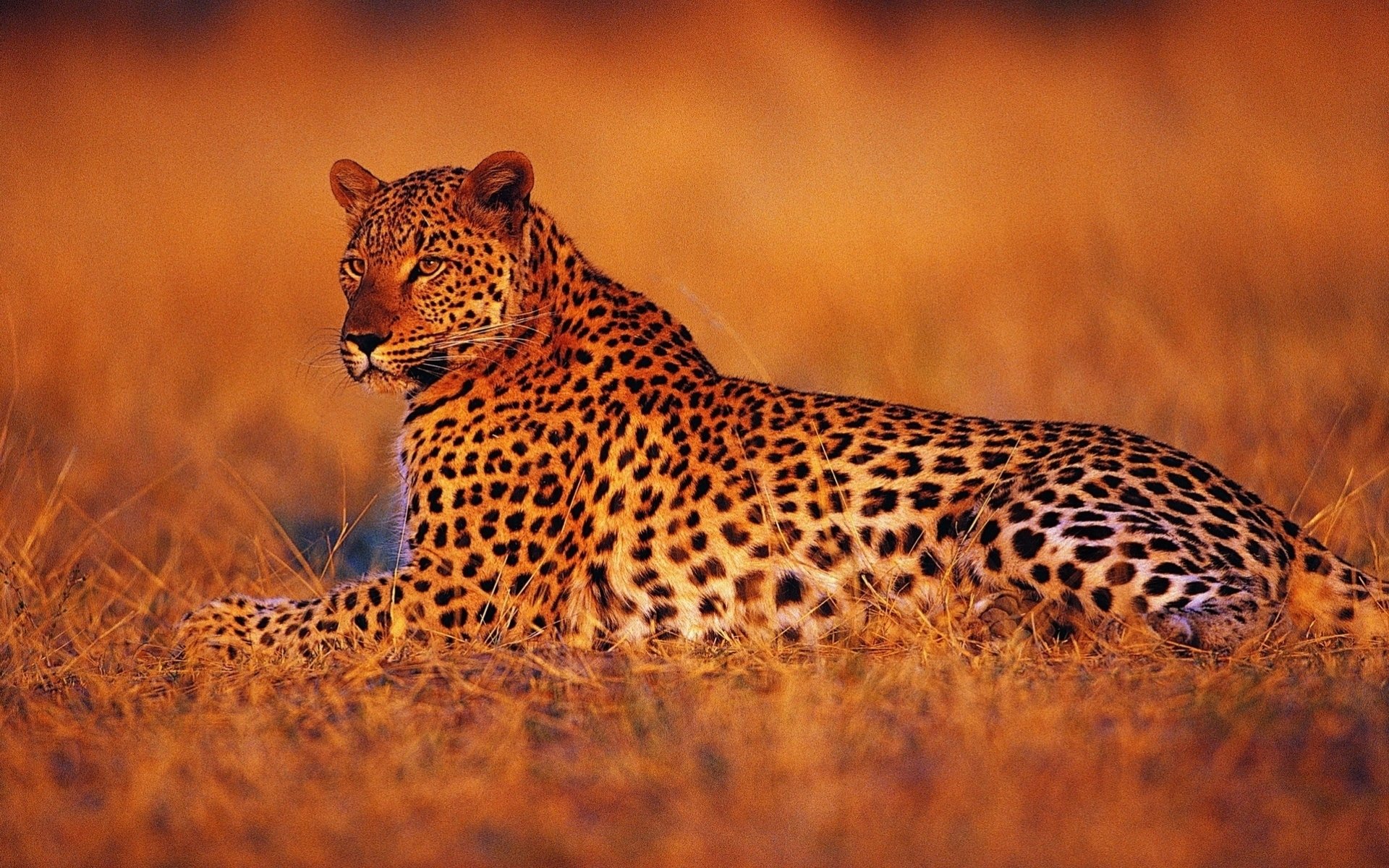 leopard sports night sunset savannah africa