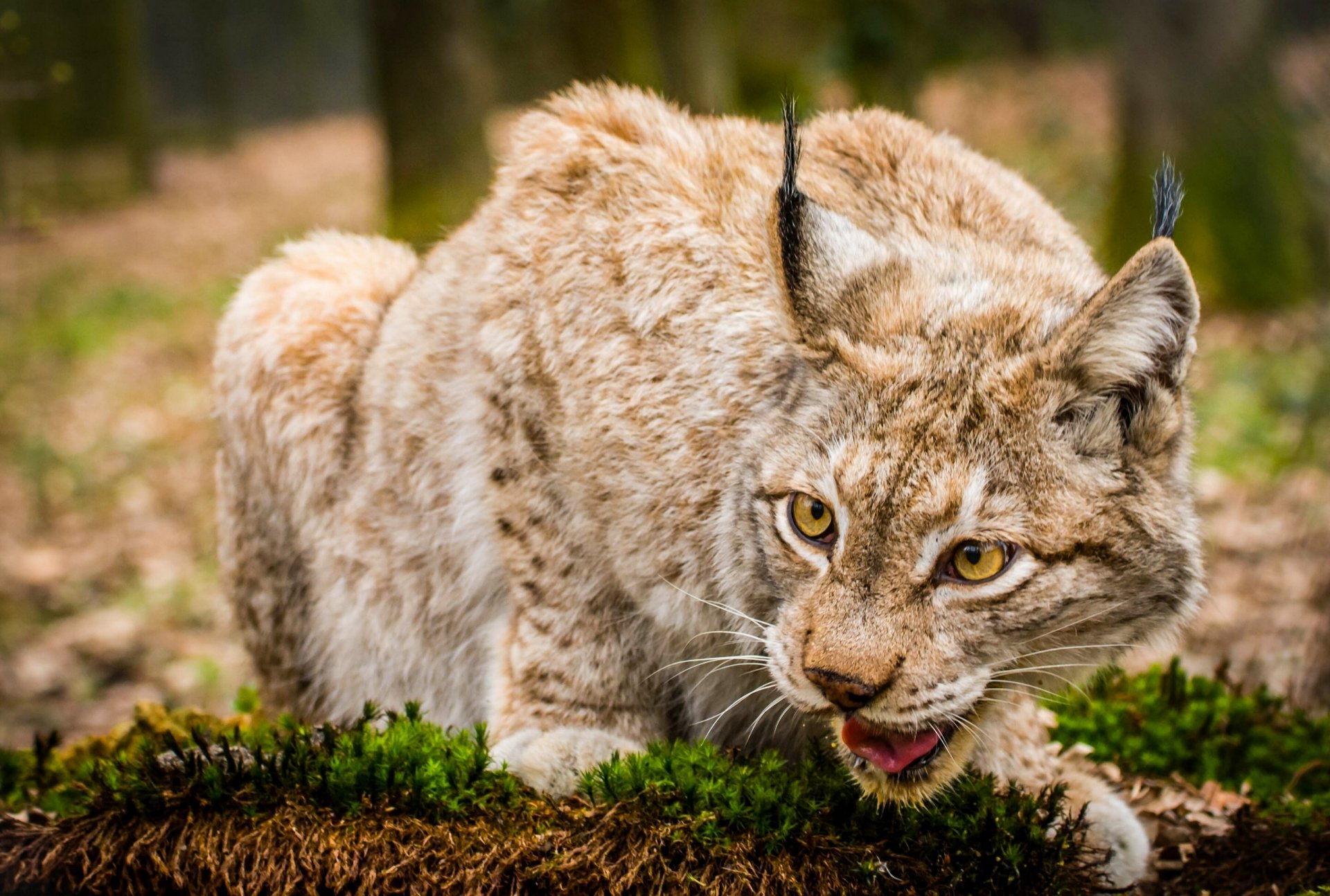 lince gatto selvatico muso