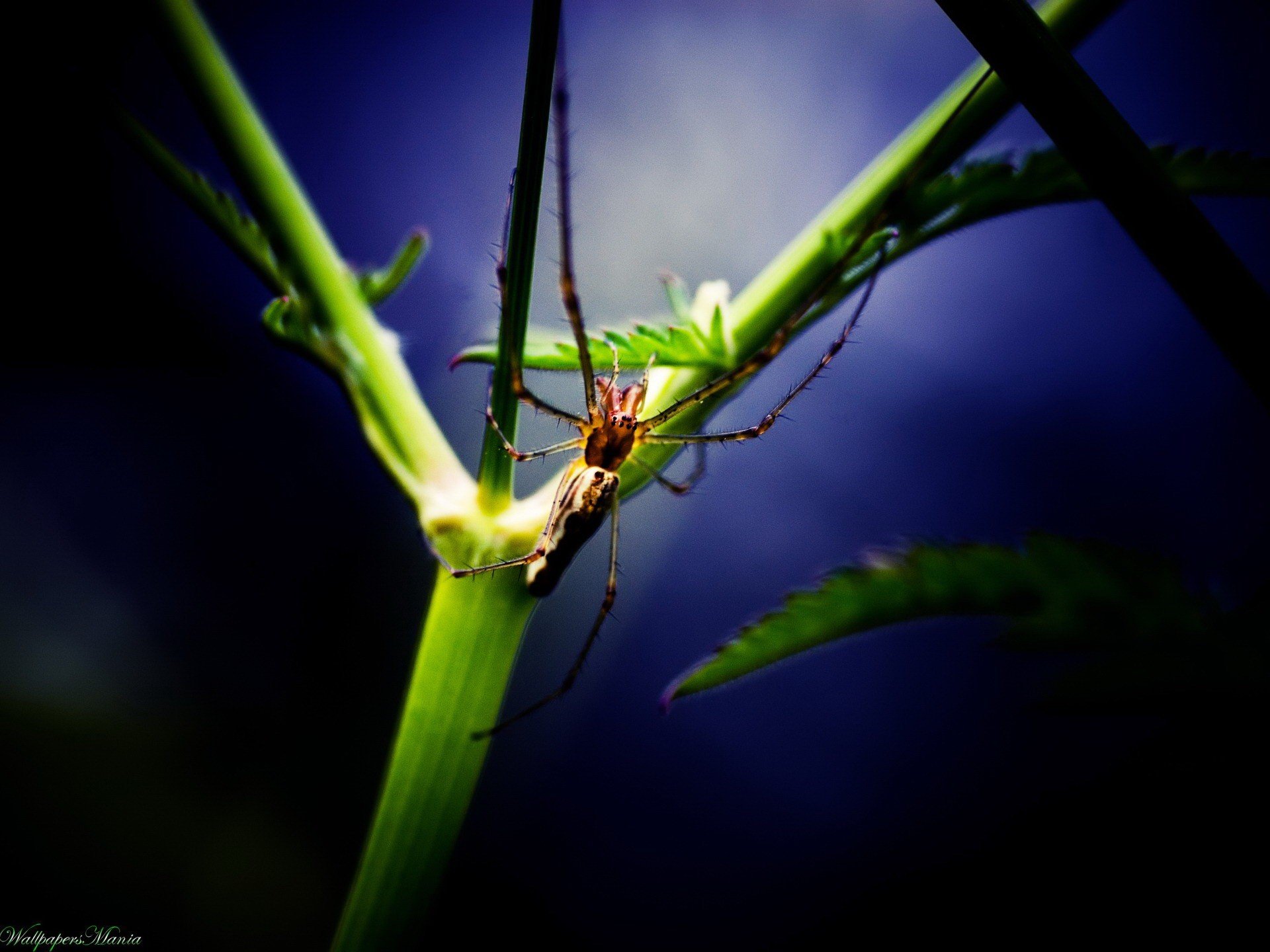 araña planta hoja