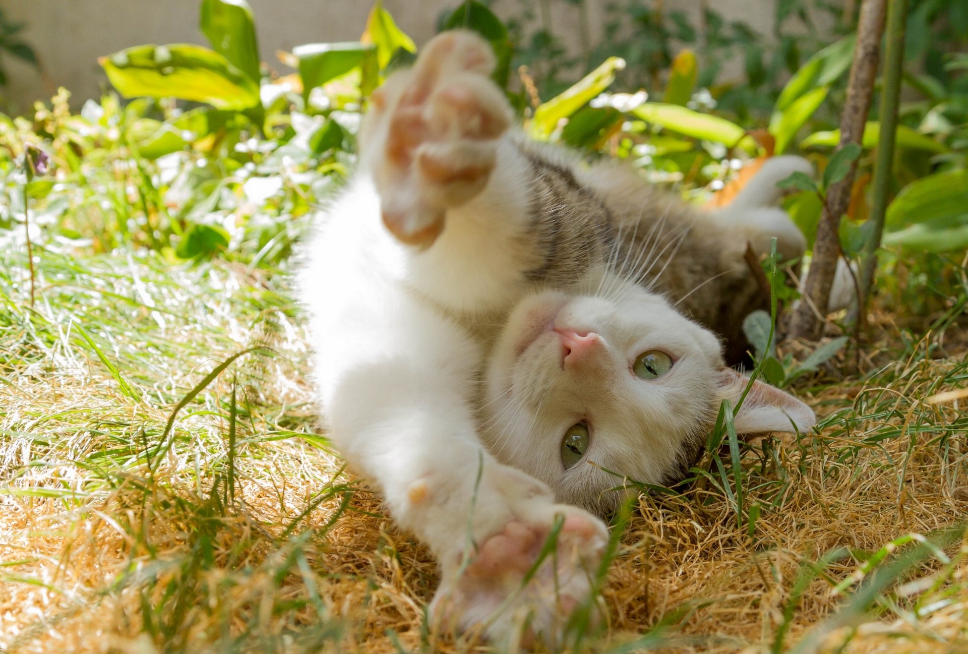 katze katze schlürfen