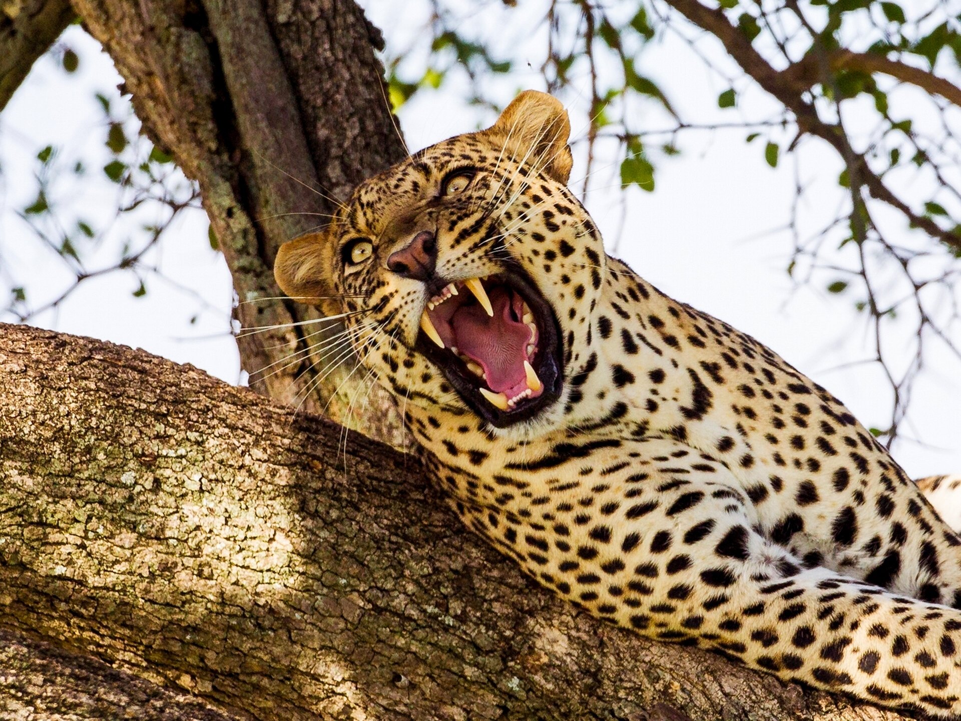 leopard wild cat predator fall fangs tree