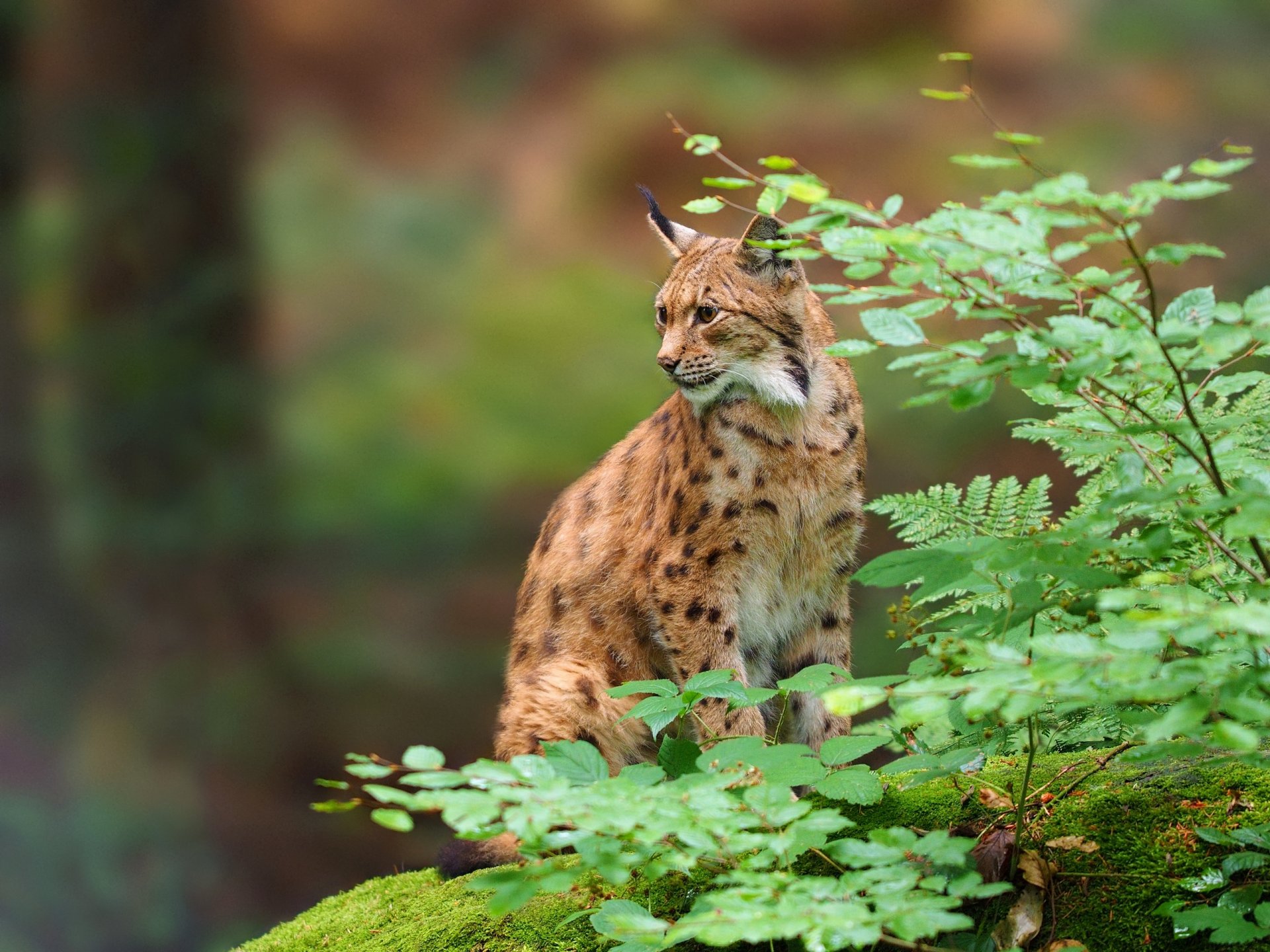 lince gato salvaje depredador ramas hojas