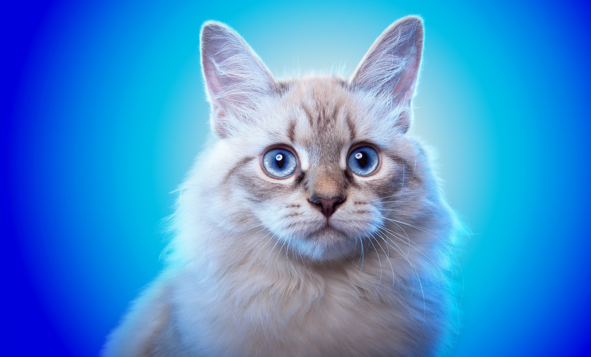 cat animals view blue eyes ears background