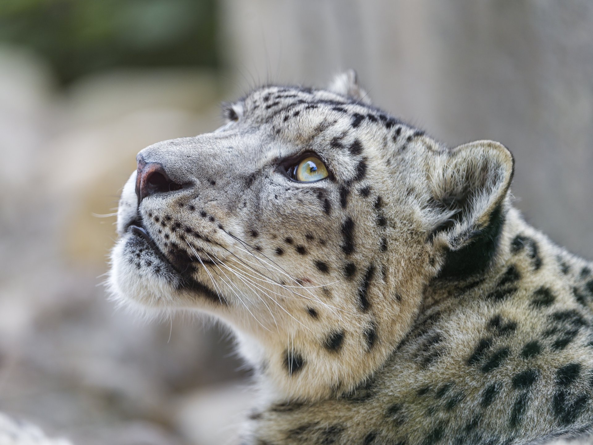 leopardo delle nevi irbis muso sguardo in alto