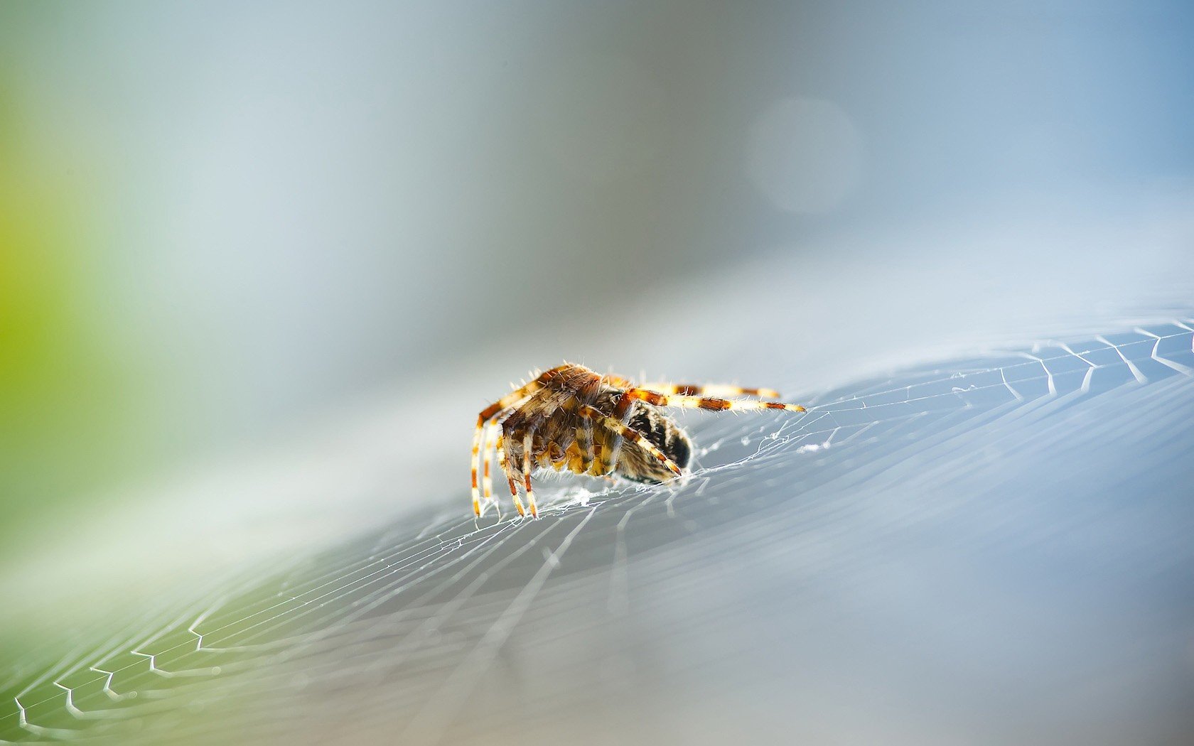 spinne spinnennetz fokus