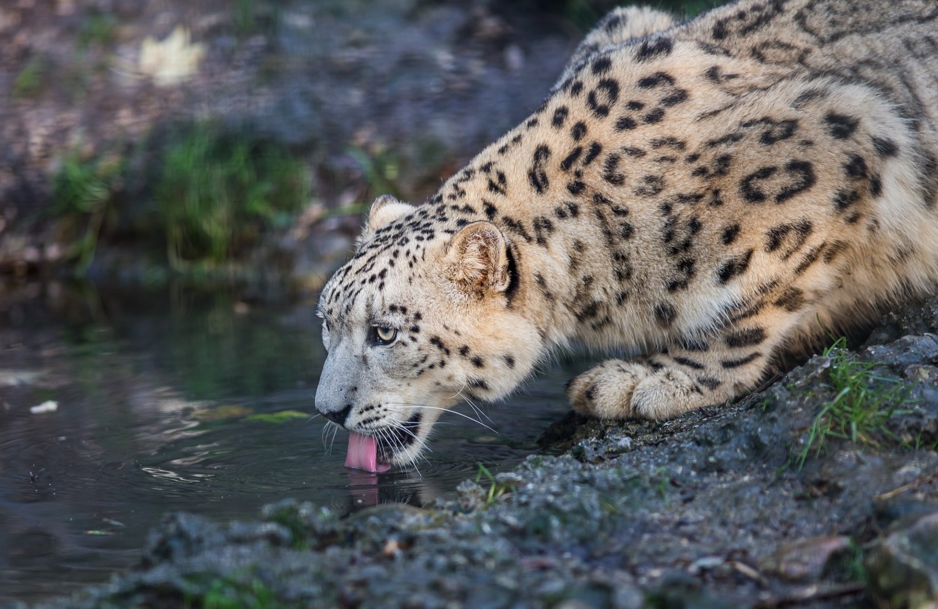 léopard des neiges irbis chat sauvage prédateur museau langue abreuvoir