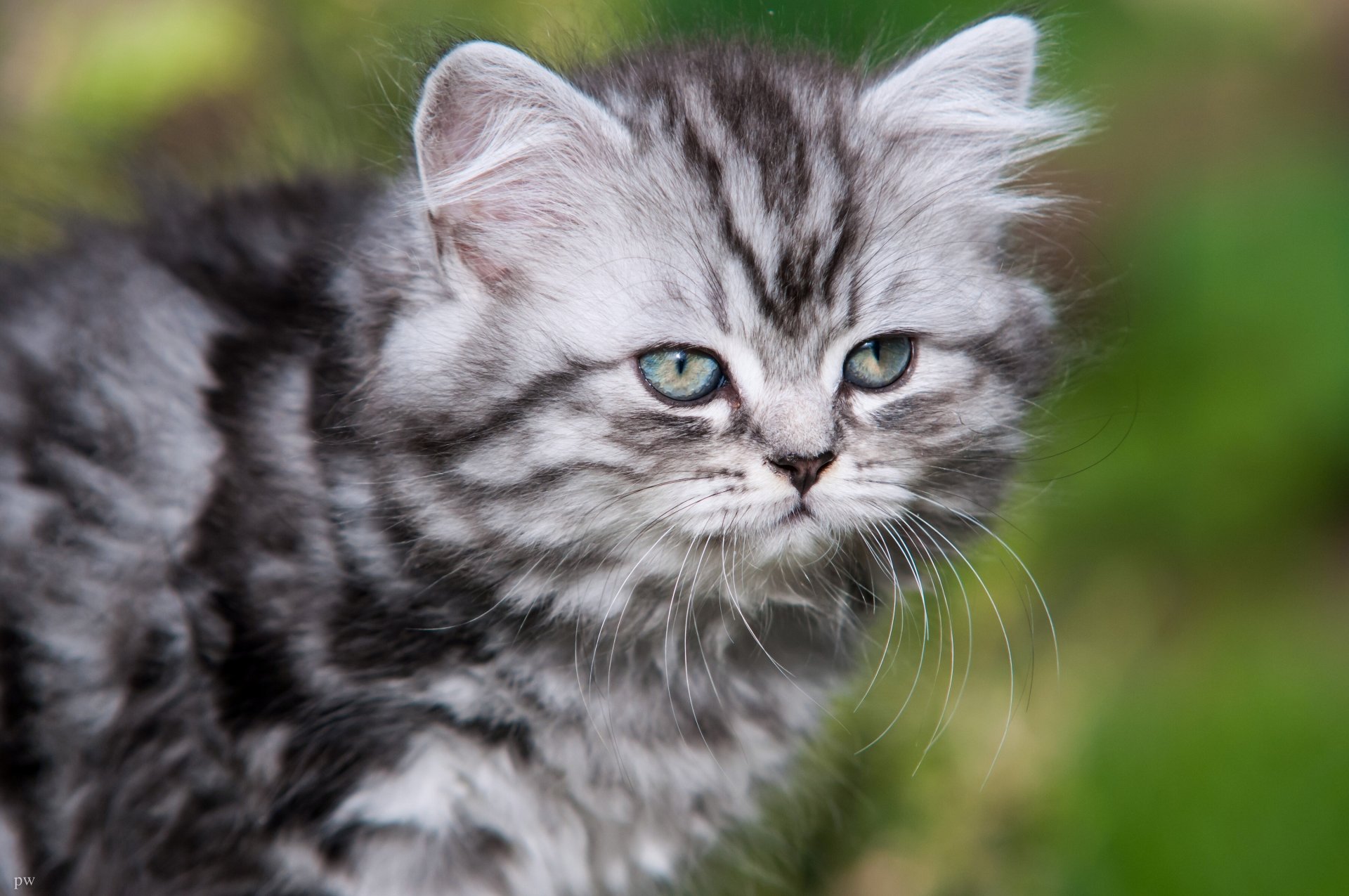 gato británico de pelo largo bigote