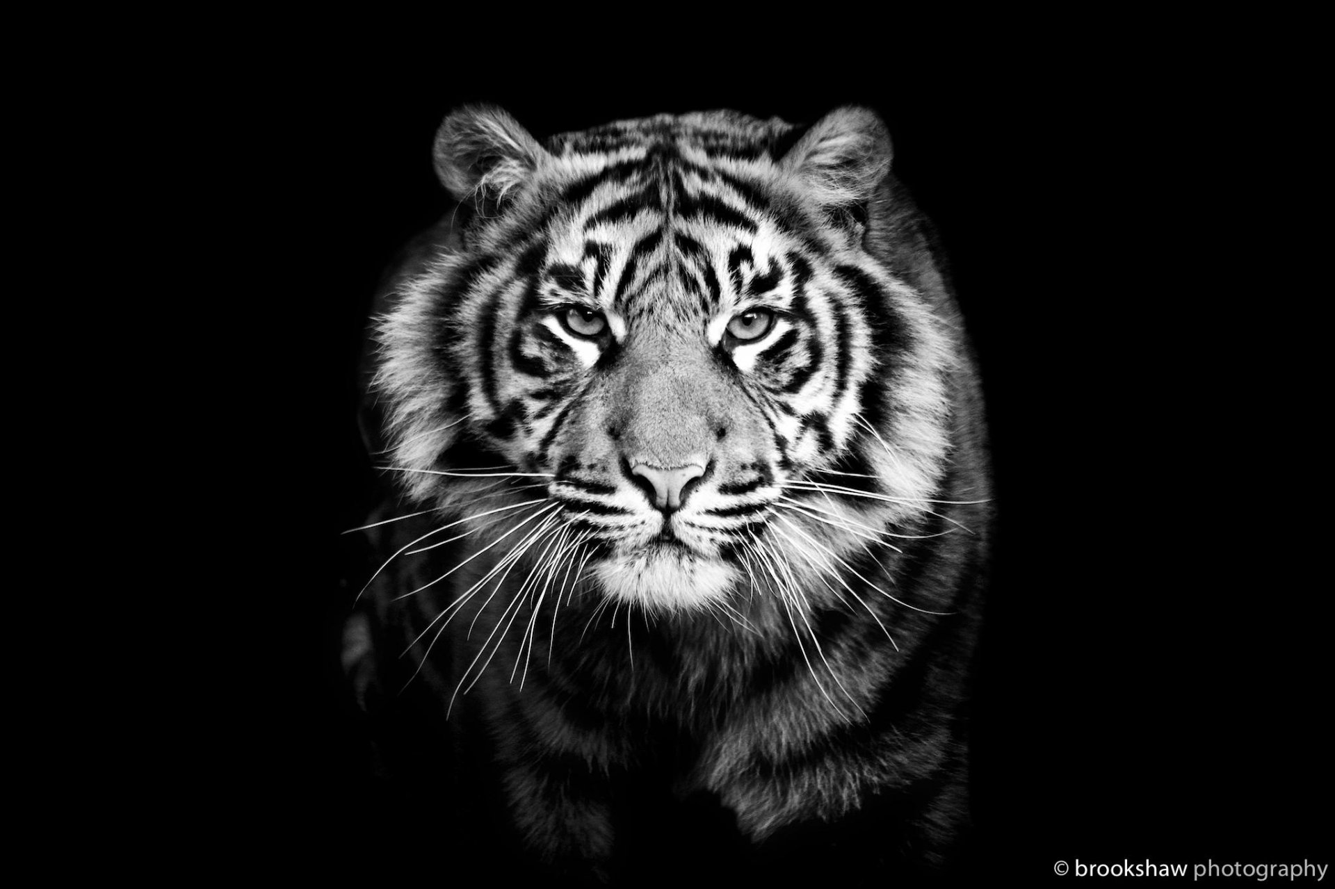 tigre prédateur gros plan noir et blanc fond noir