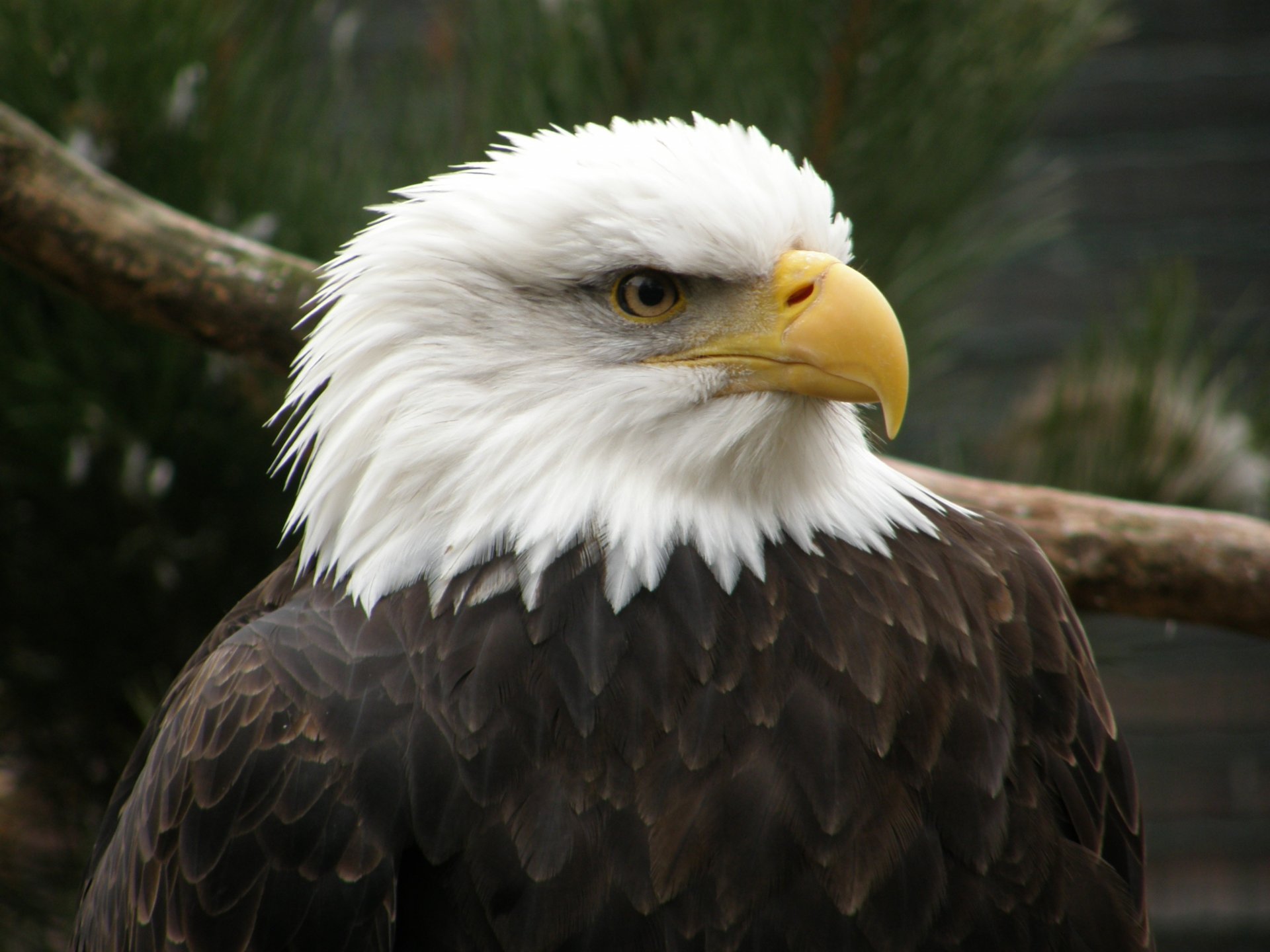 águila cabeza blanca pico