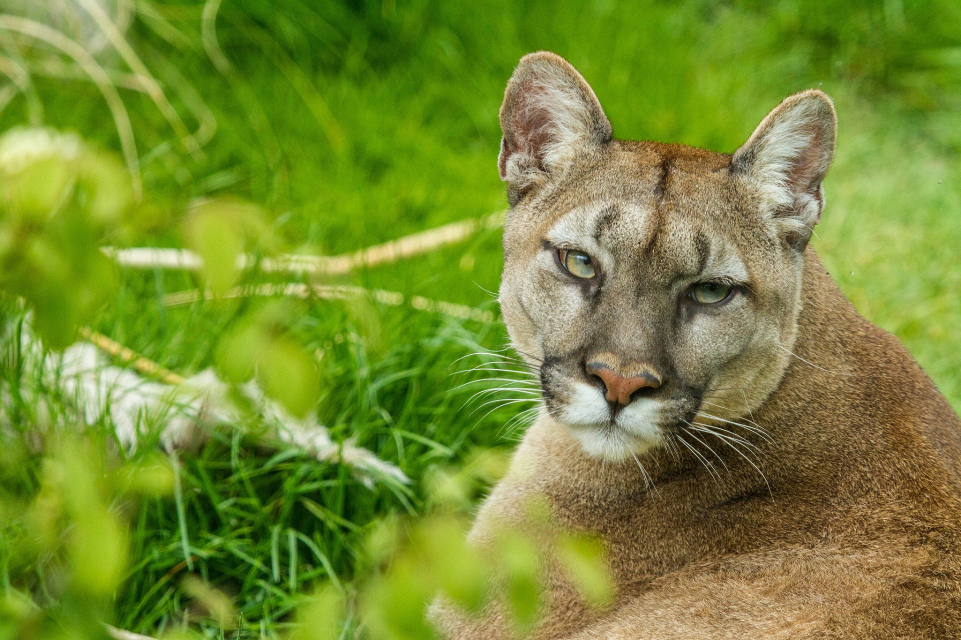 puma cougar lion de montagne chat vue museau