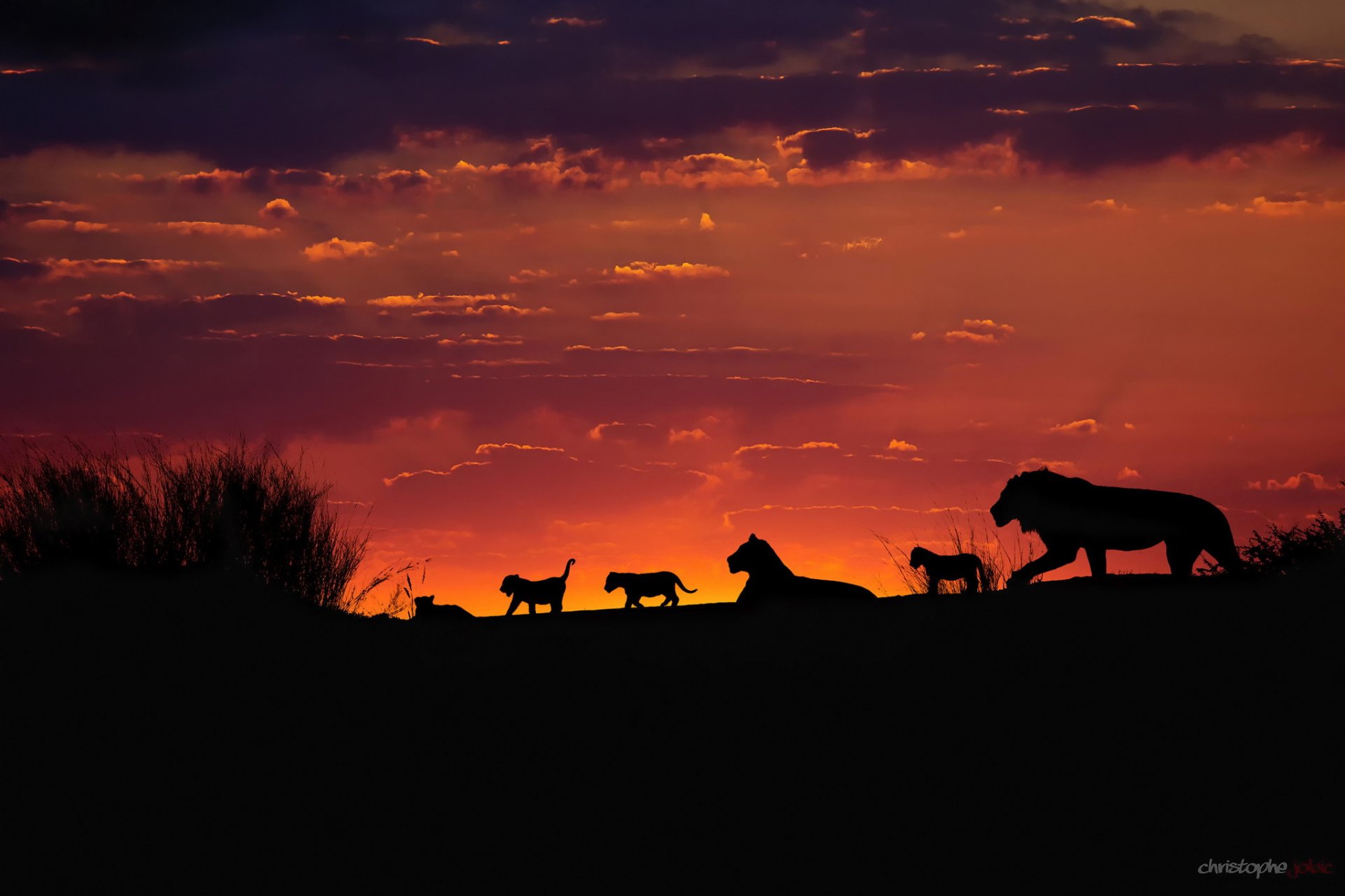 africa kalahari branco di leoni per famiglie orgoglio leoni cuccioli di leone tramonto sera cielo sagome