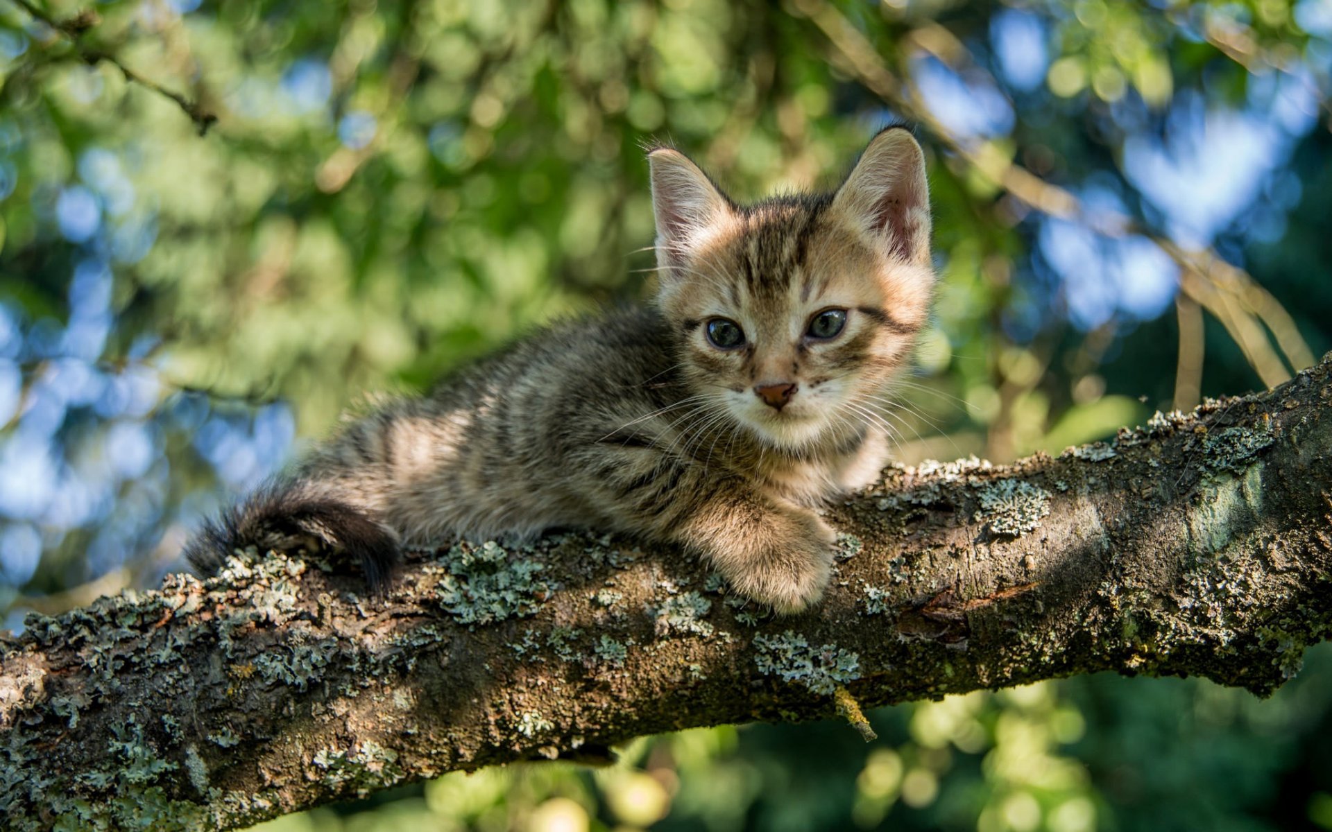 branch on the tree