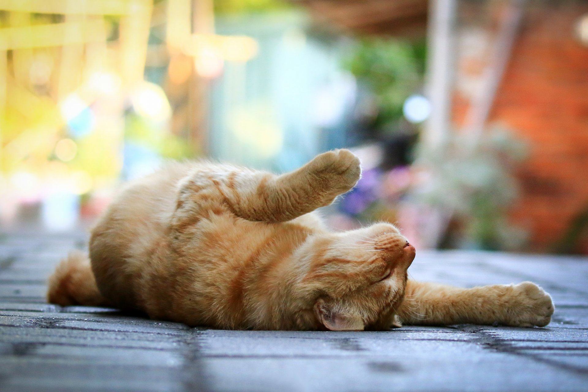 katze katze rot pfoten liegt straße bürgersteig bokeh