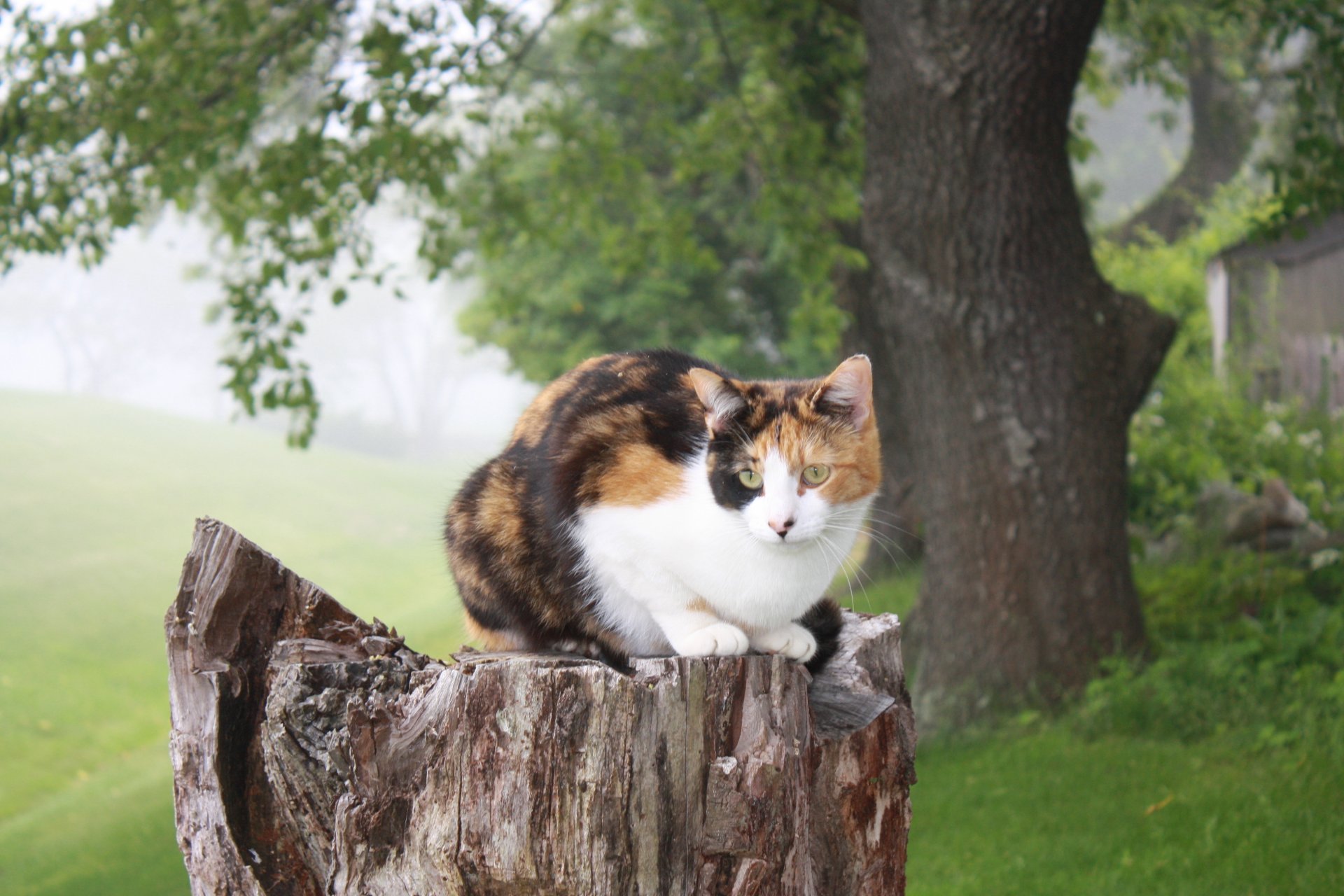 gato sentado tocón árbol naturaleza