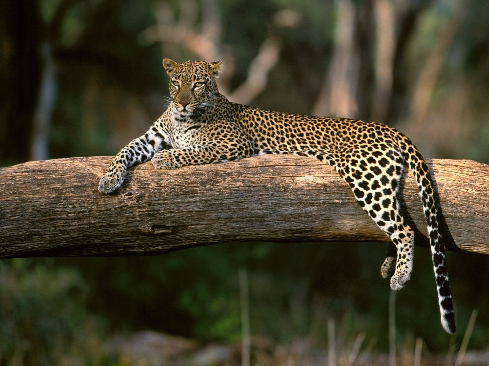 leopard branch sport