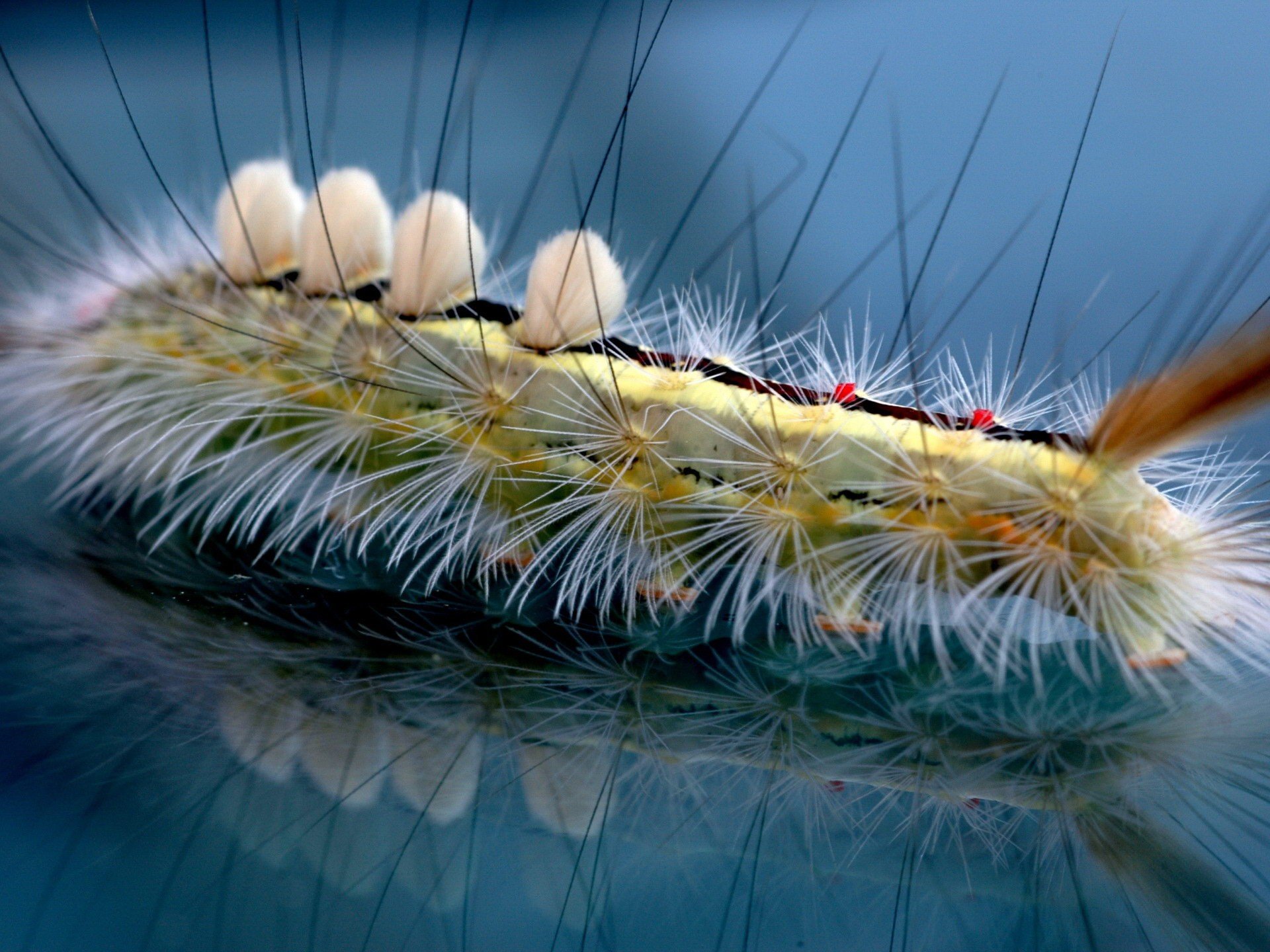 chenille poils réflexion