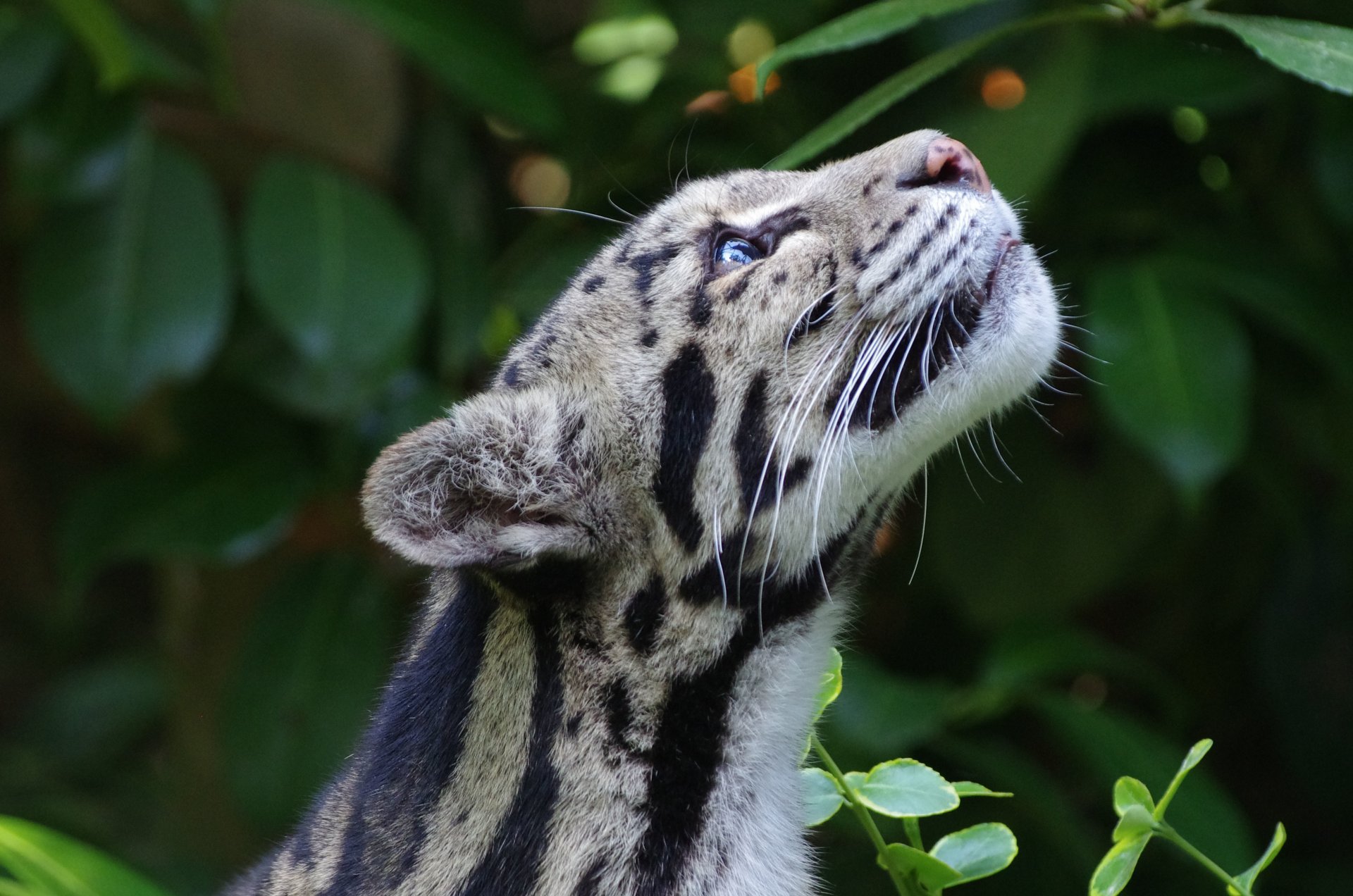 léopard fumé chat sauvage prédateur nature