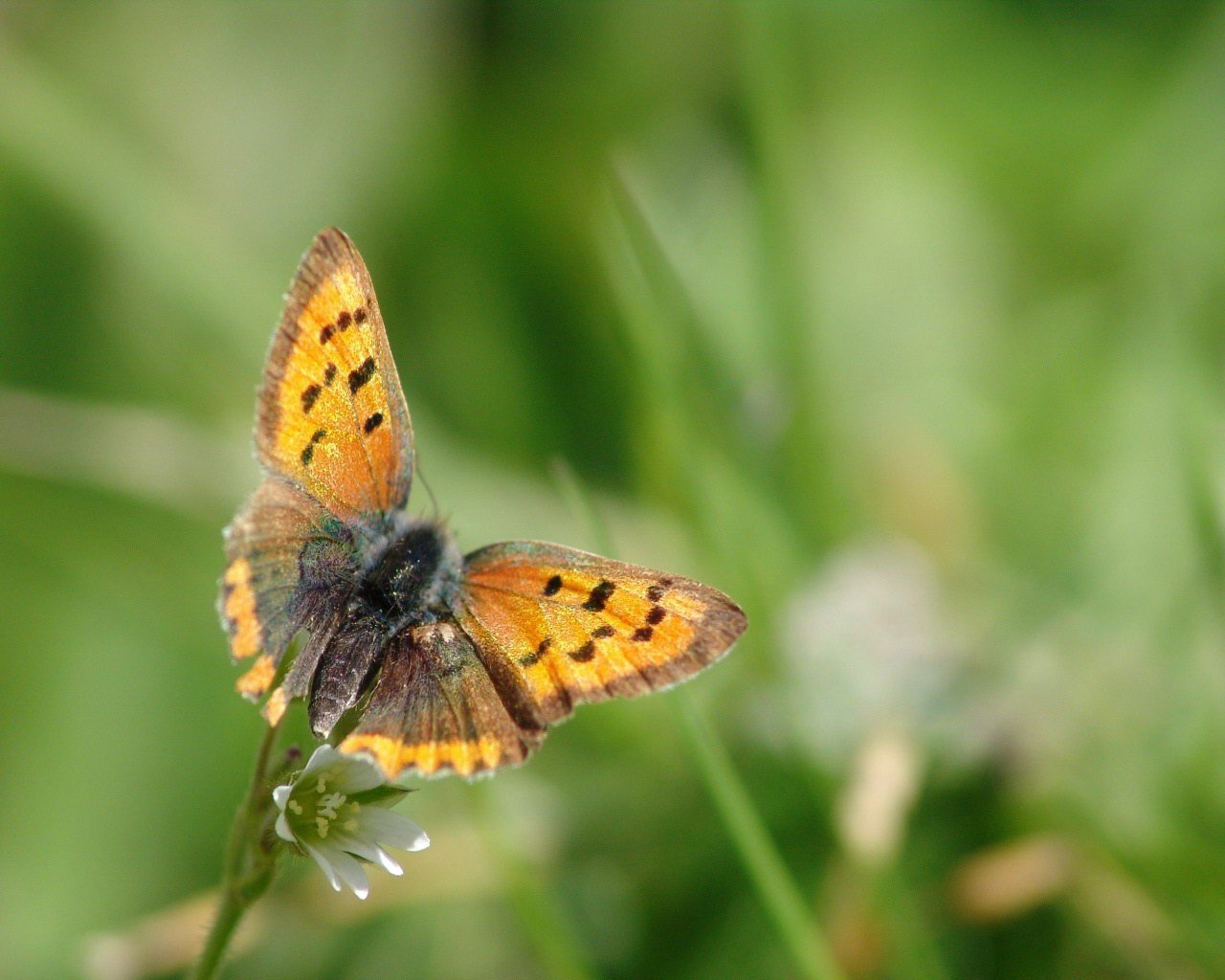 mariposa flor hoja