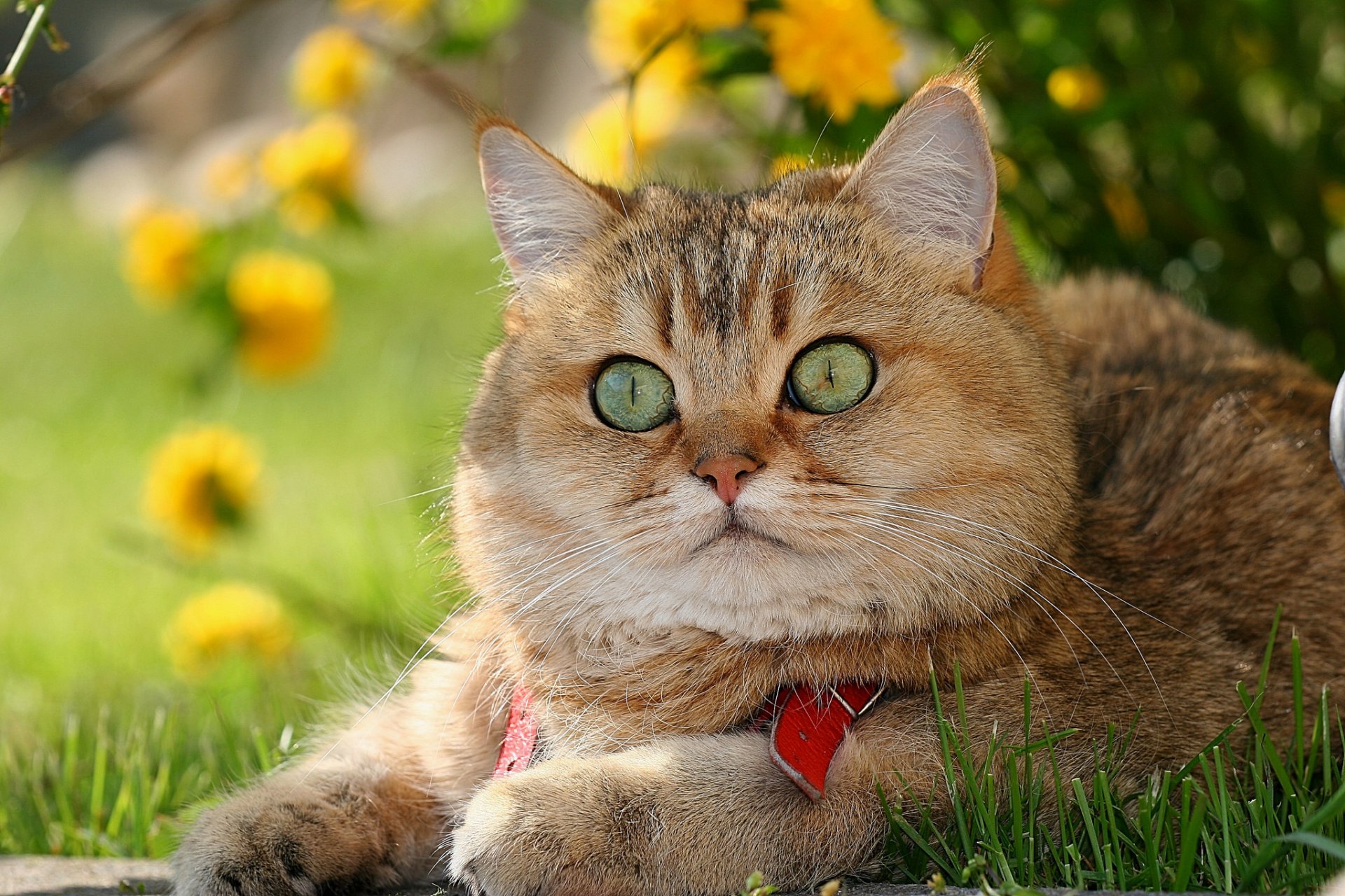 british shorthair british cat kotofey red face enormous eyes view