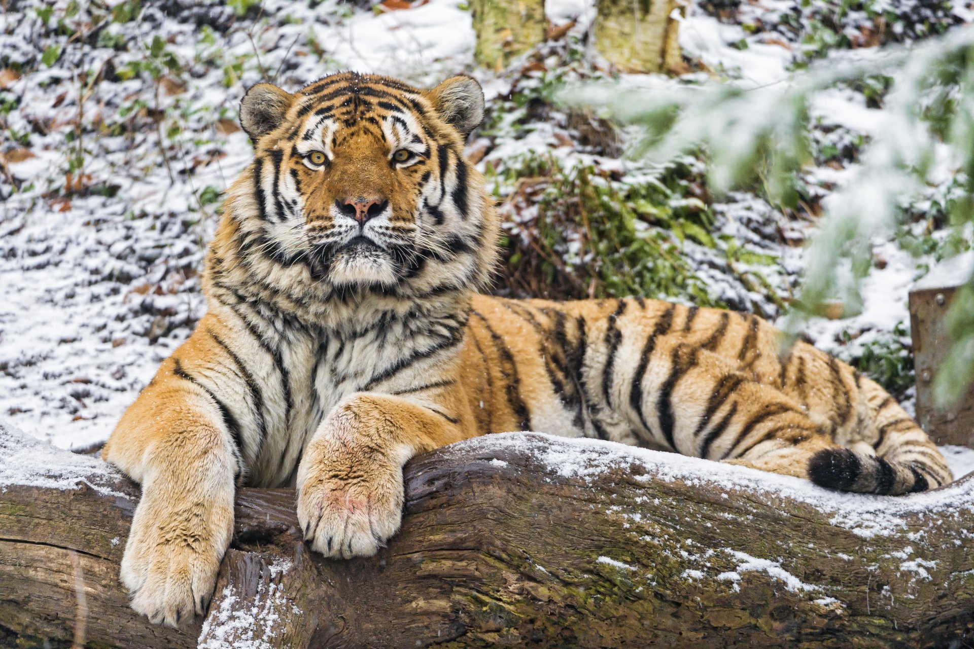 тигр амурский кошка бревно взгляд снег ©tambako the jaguar