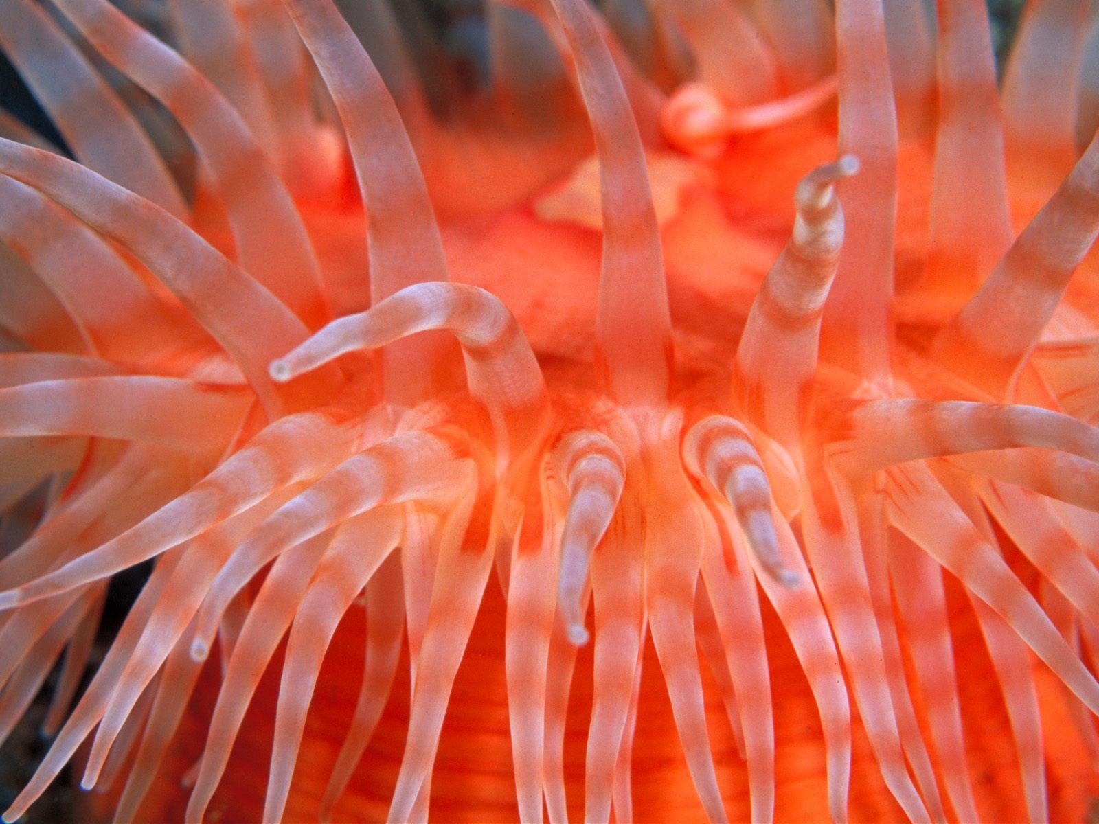 anemone oceano luminoso