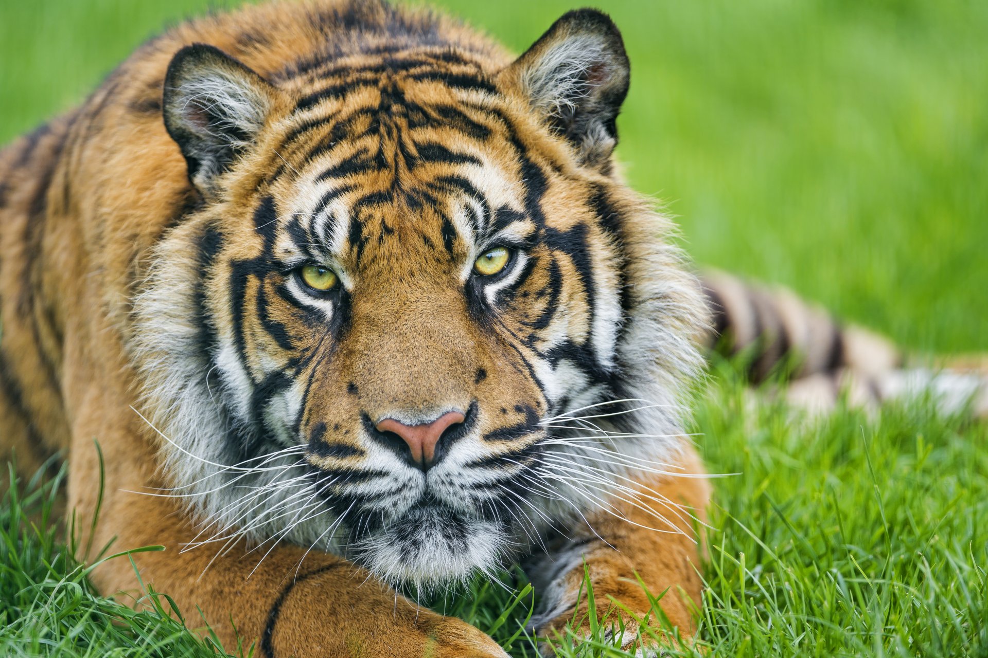 tiger sumatran face view grass © tambako the jaguar