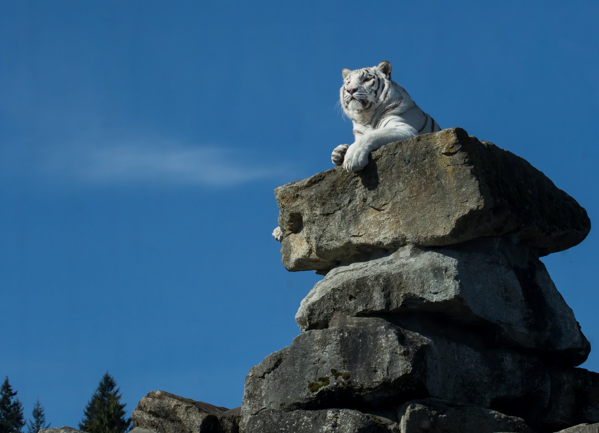 tigre blanc tigre pierres trône assis haut loin regarder