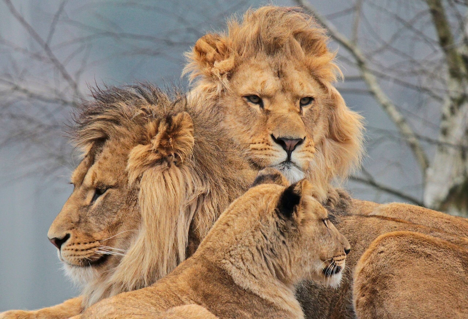 lions lionne trinité famille suédoise