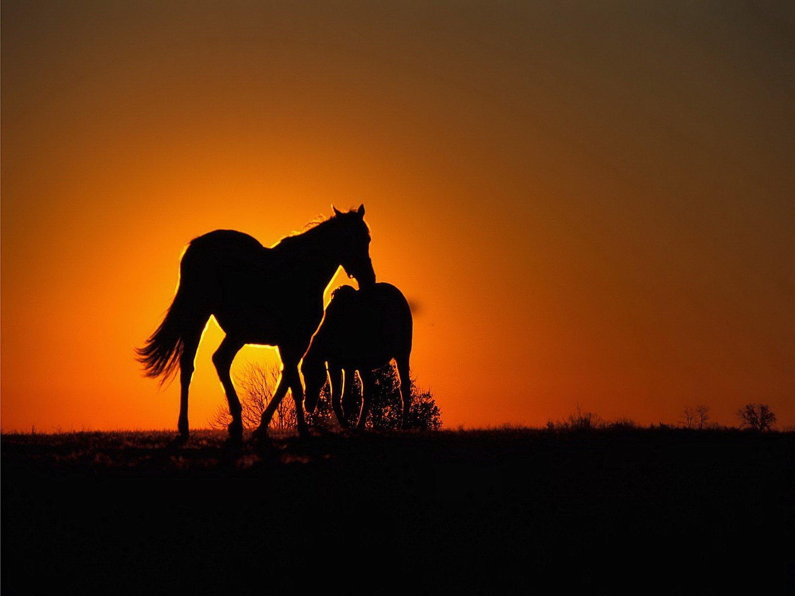 horse orange sunset