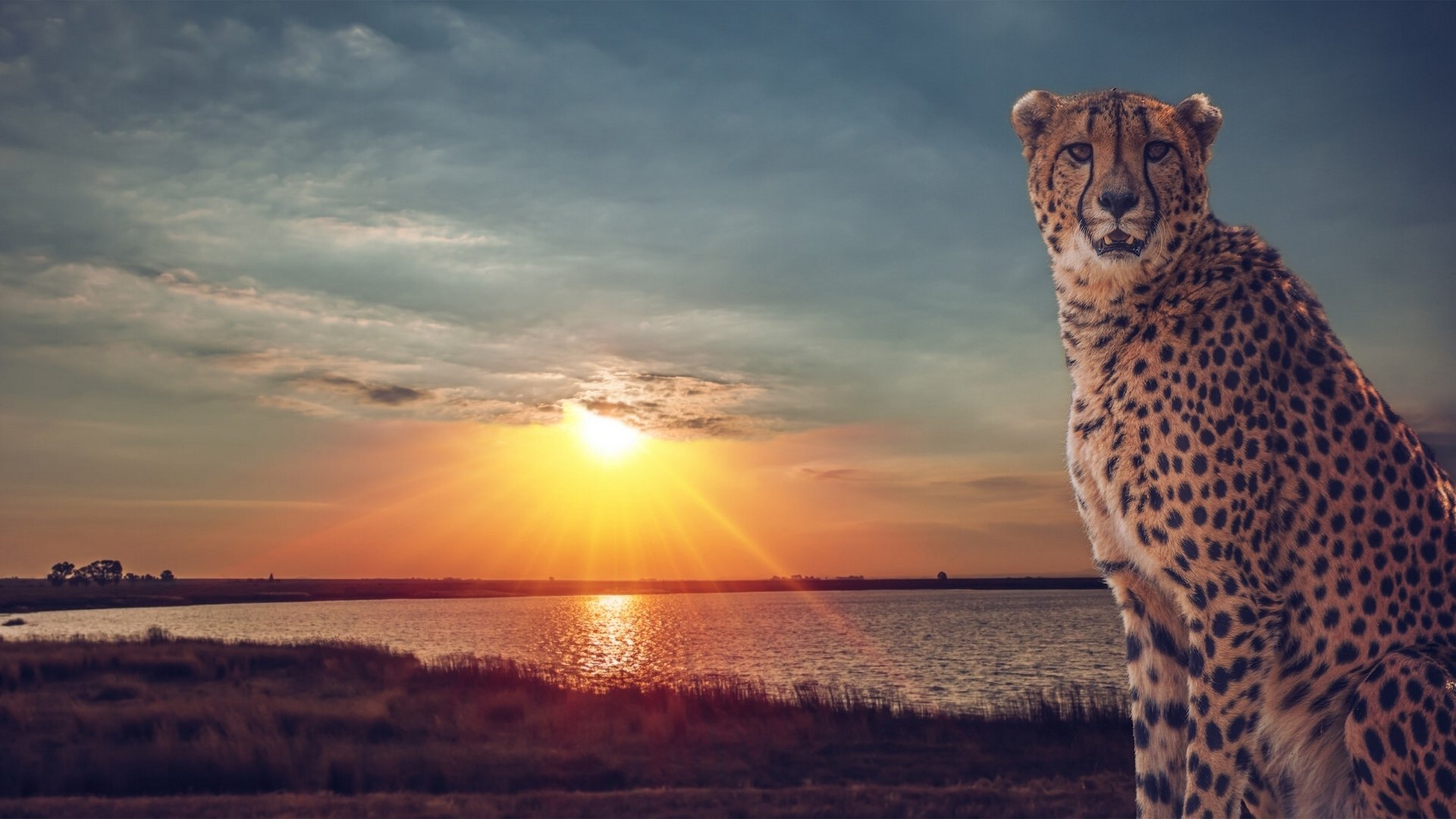 guépard chat sauvage savane lac coucher de soleil