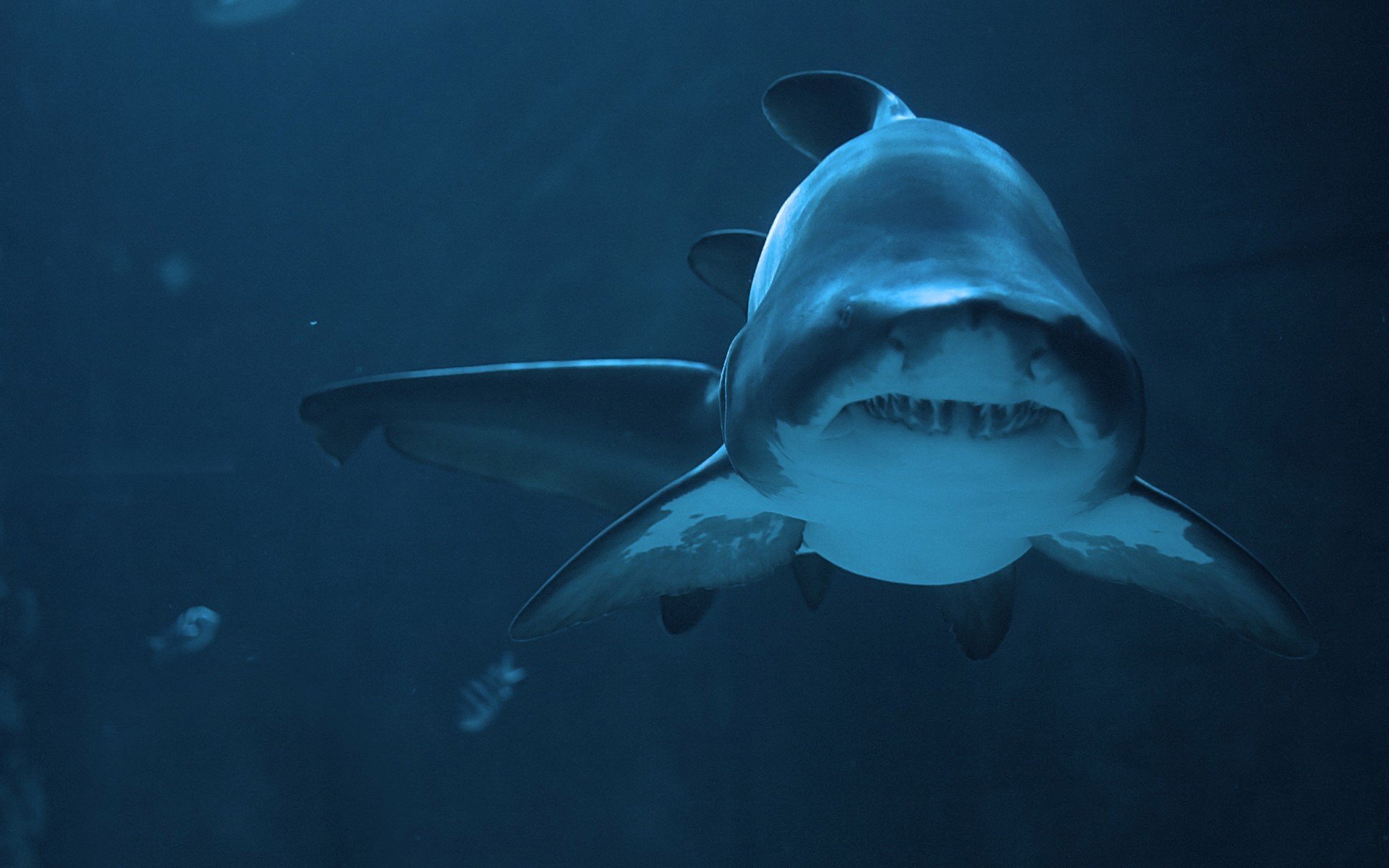 requin profondeur prédateur