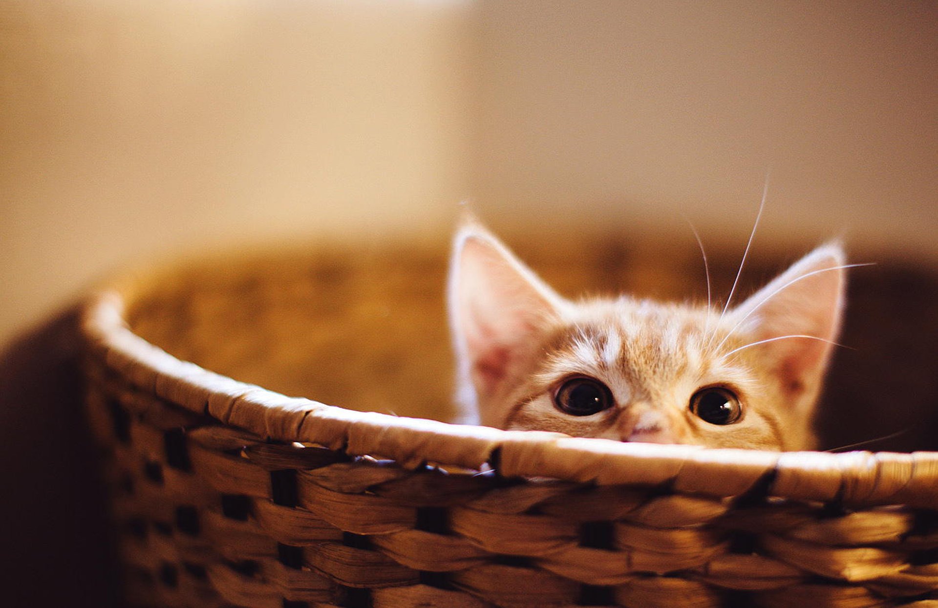 gatto gattino rosso occhi orecchie muso cestino