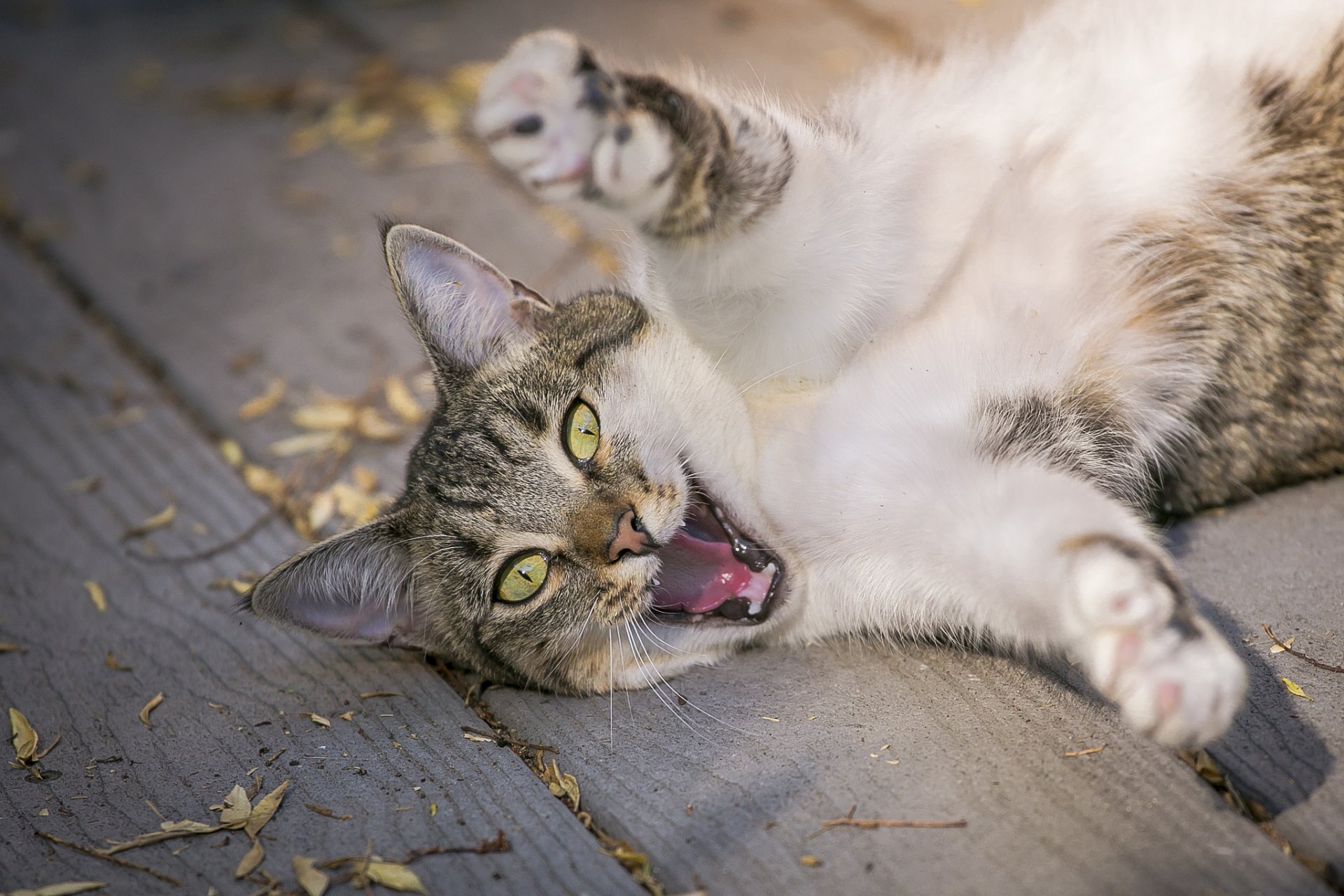 katze katze pfoten böse