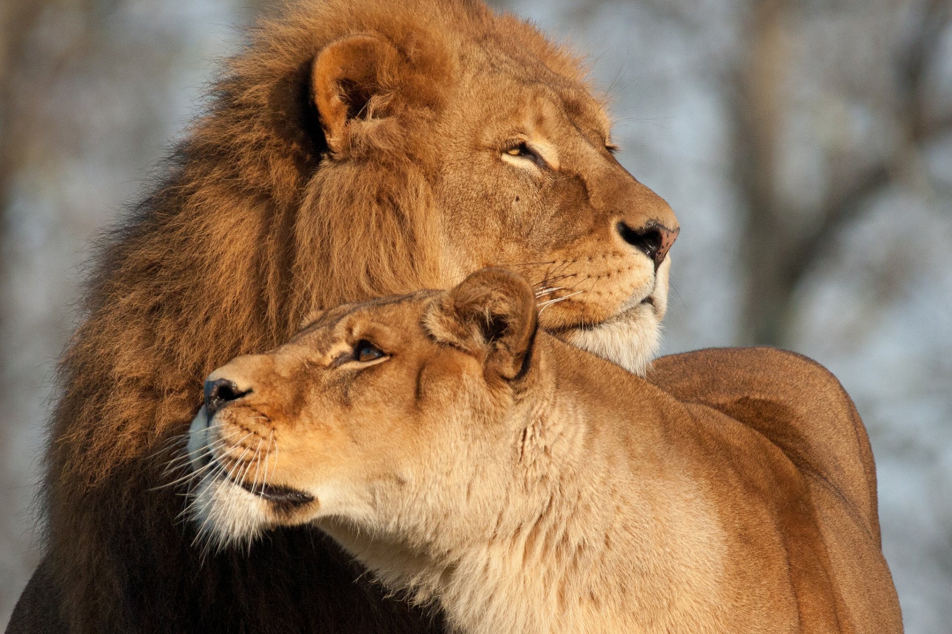 leo lioness cats love