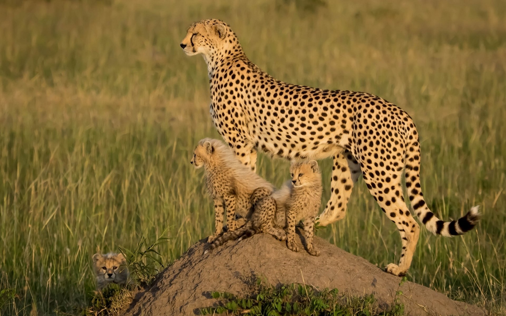 afrique guépards oursons chatons