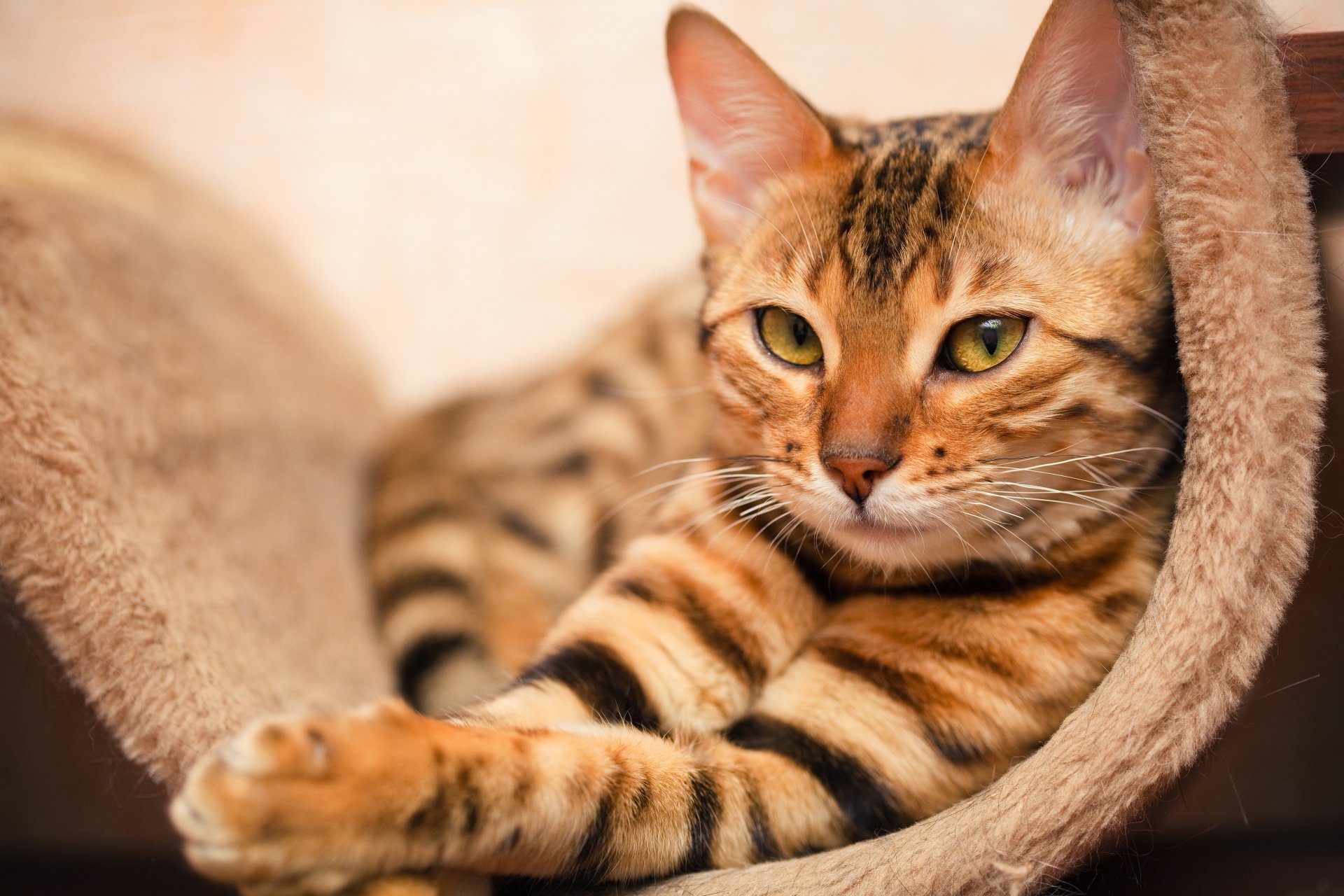 gatto sguardo colore giace