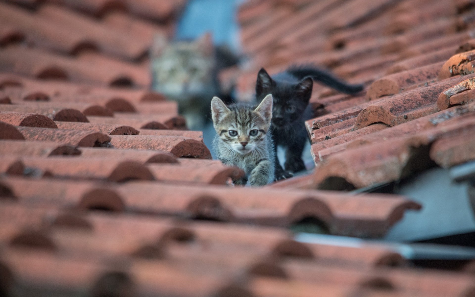 chatons yeux regard toit