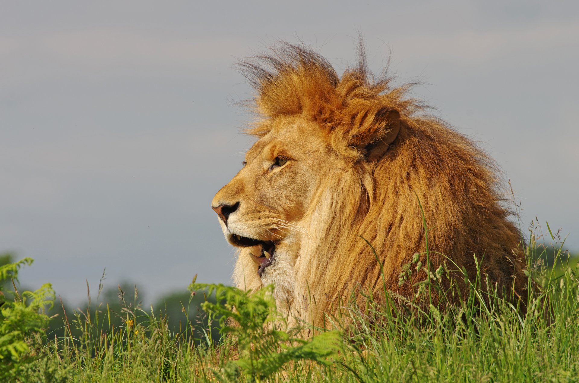 leone re degli animali criniera erba