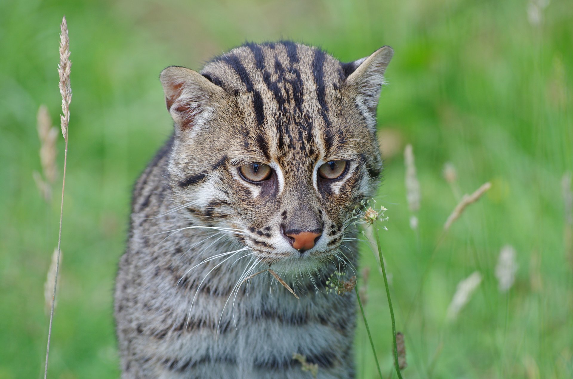 chat pêcheur chat de pêche chat sauvage prédateur museau