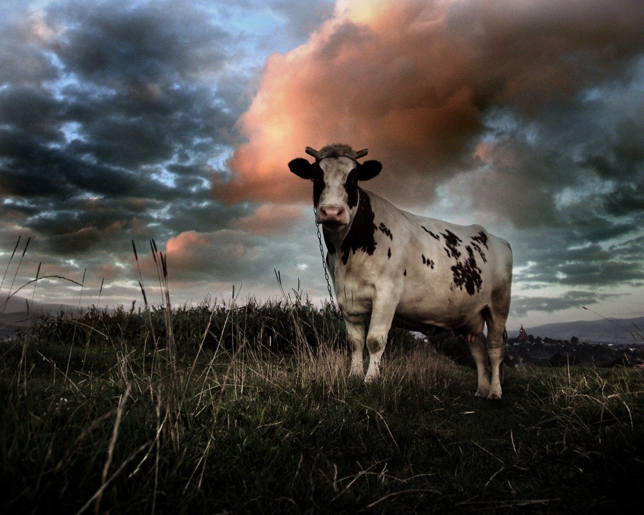 cow clouds the field