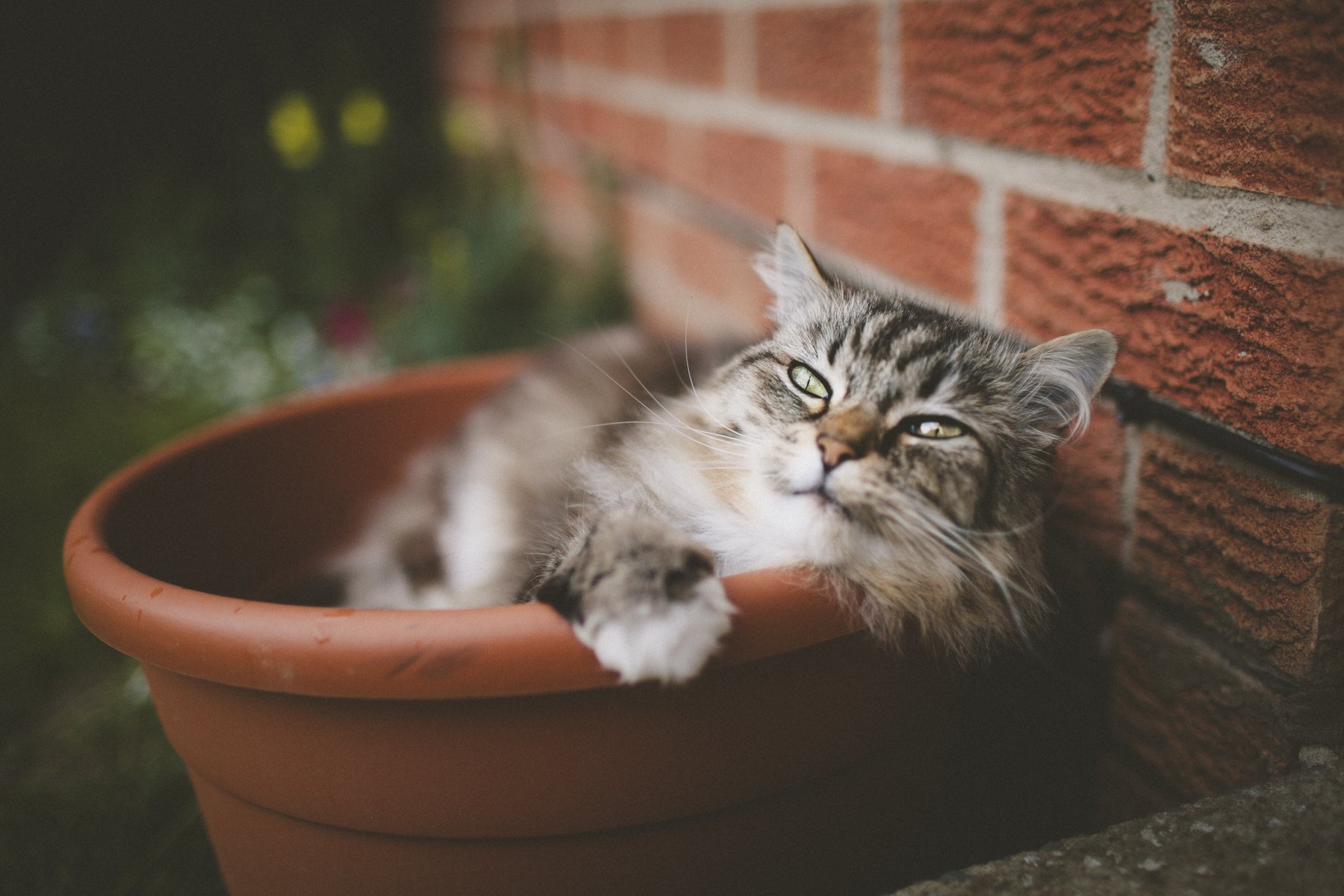 katze topf blick wolle schnurrbart