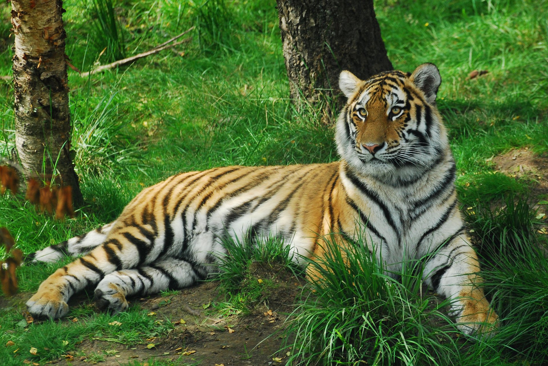 tiger cat amur gra