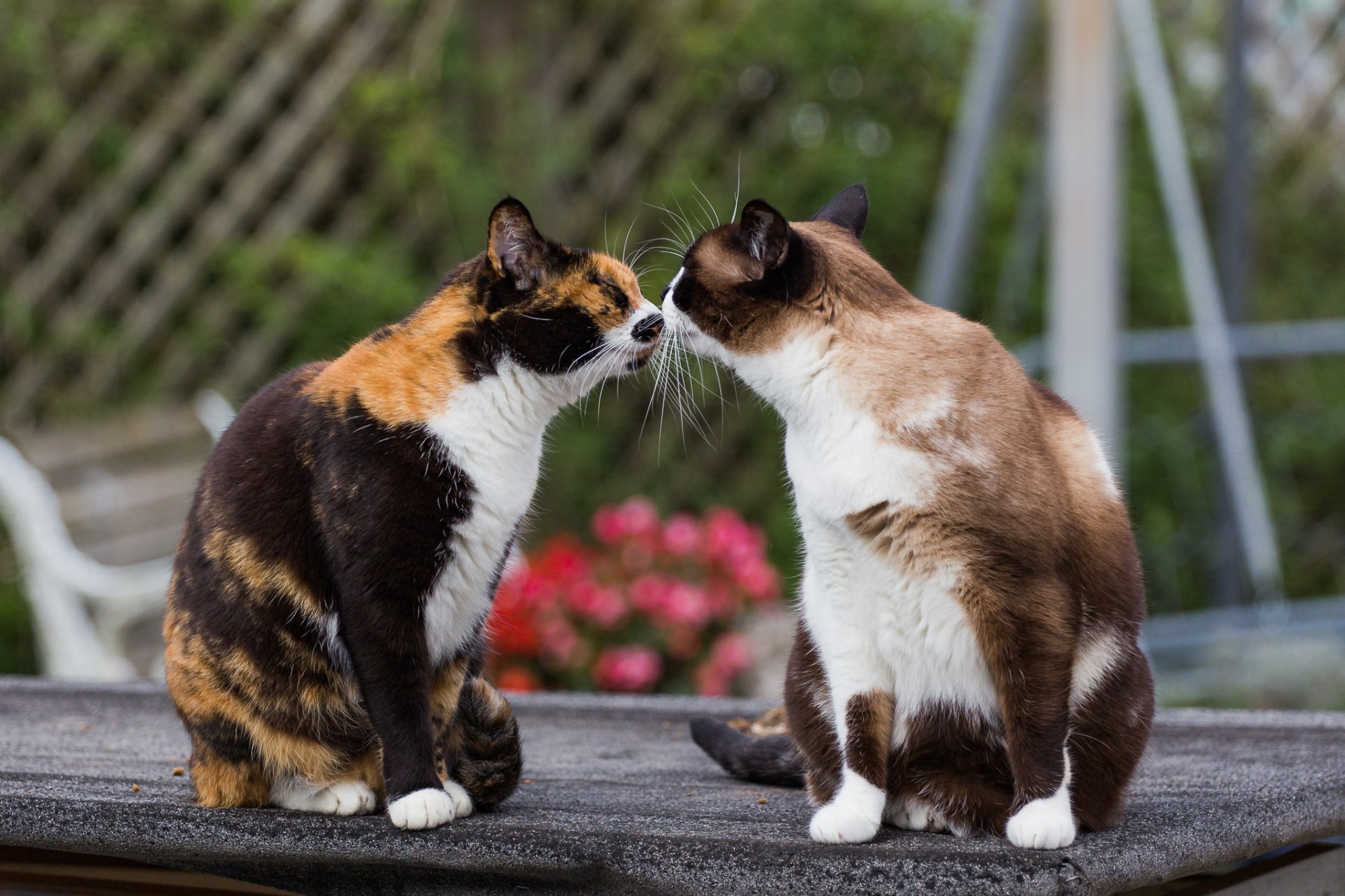 cats paint mustache meeting