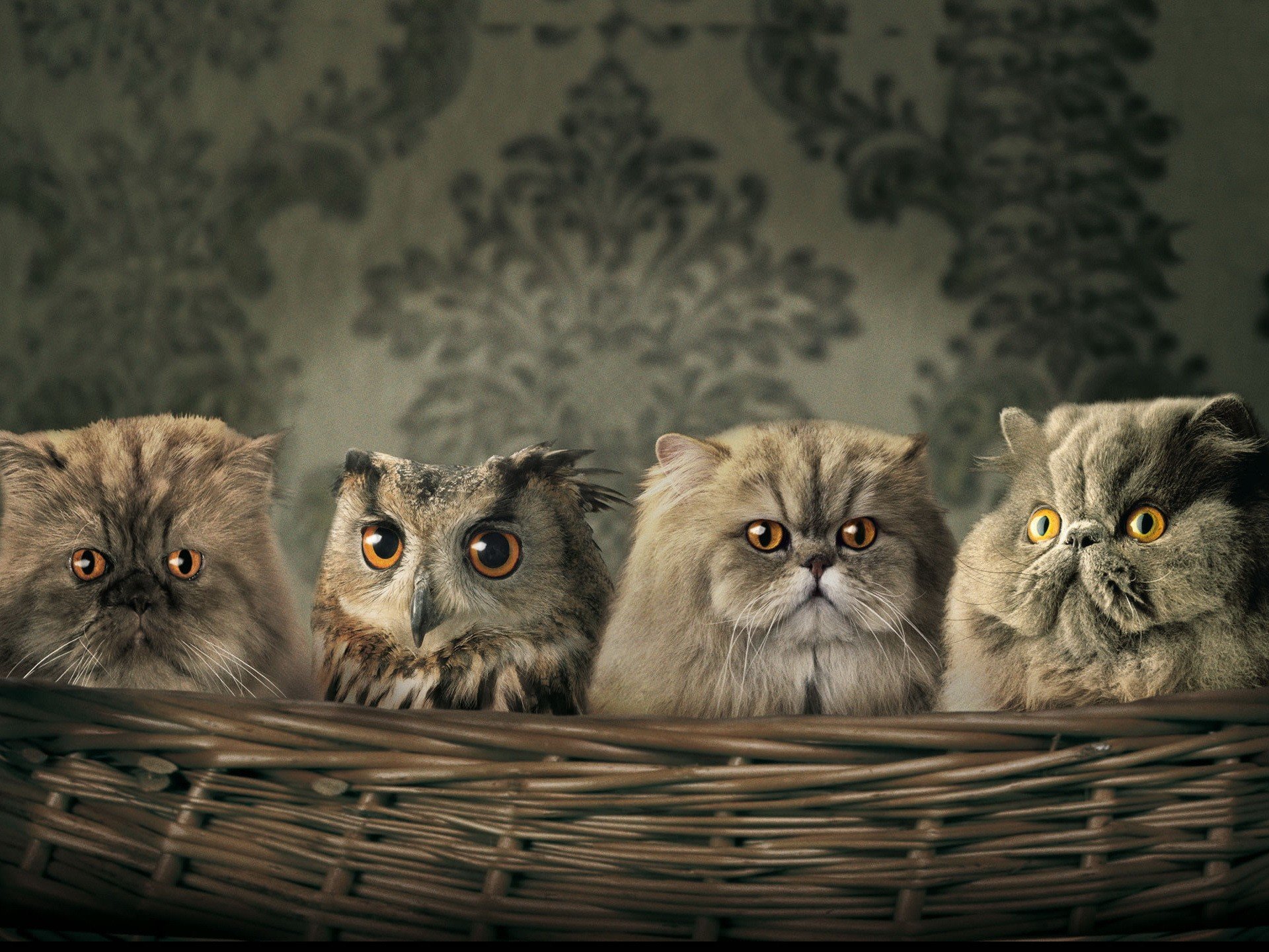 hopping wallpaper cats owl