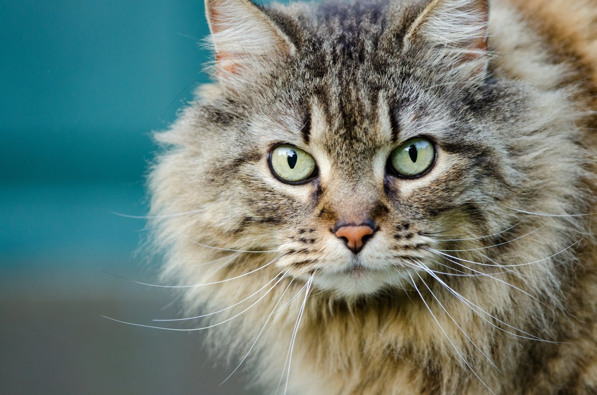 chat museau vue portrait