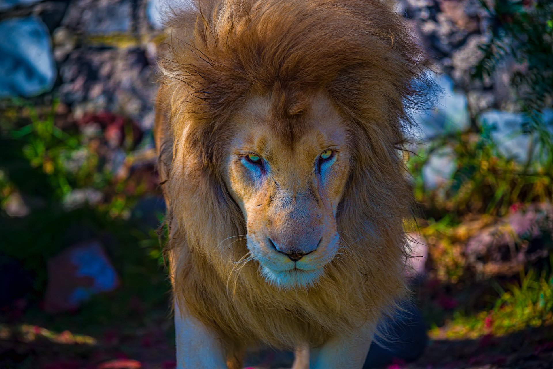 lion roi des bêtes museau crinière regard