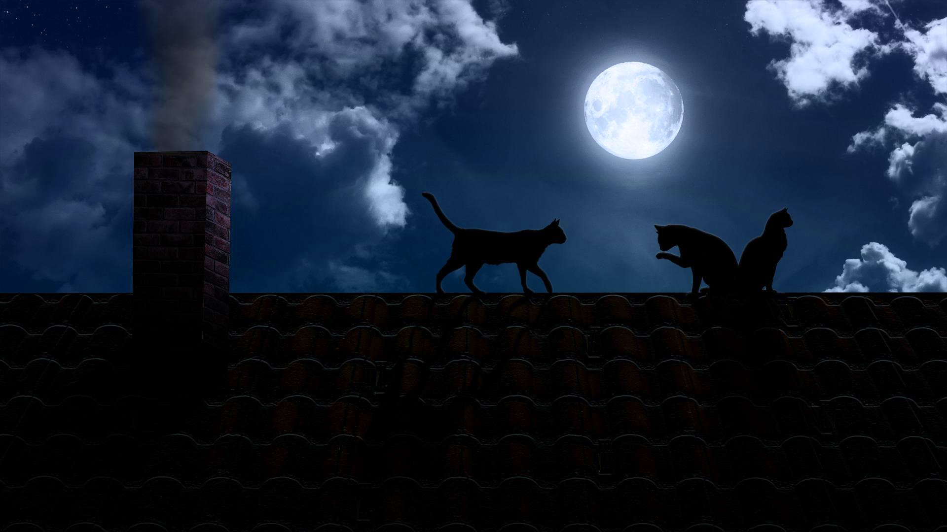 nuit obscurité lune pleine lune toit trompette chats noir